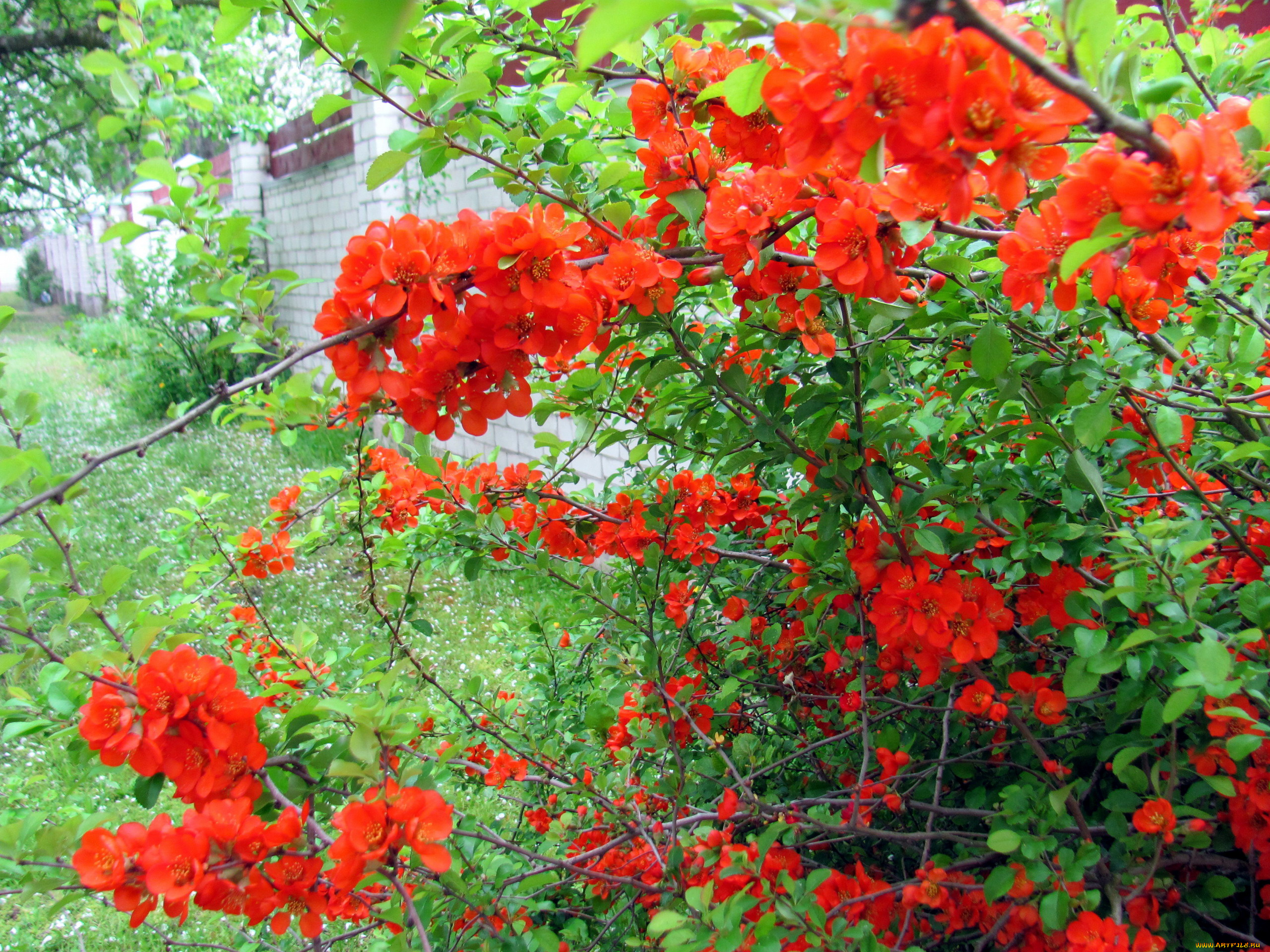 цветы, айва, цветущая, весна