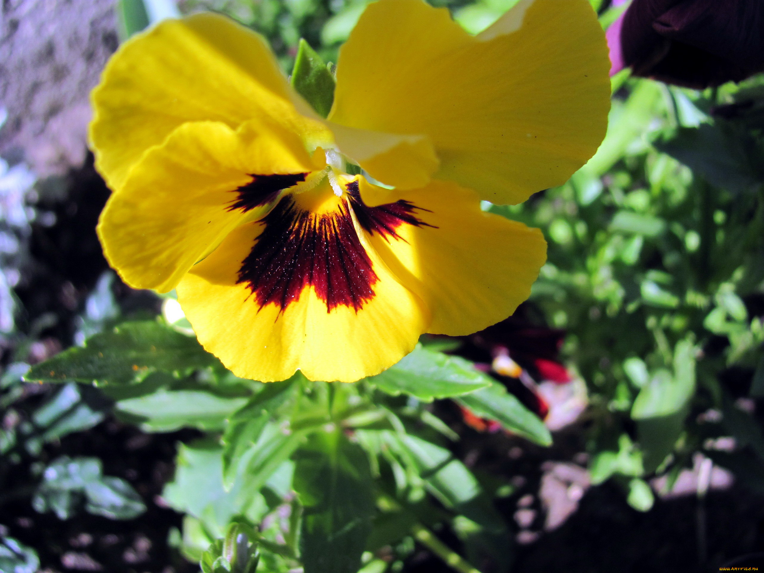 цветы, анютины, глазки, , садовые, фиалки, желтый