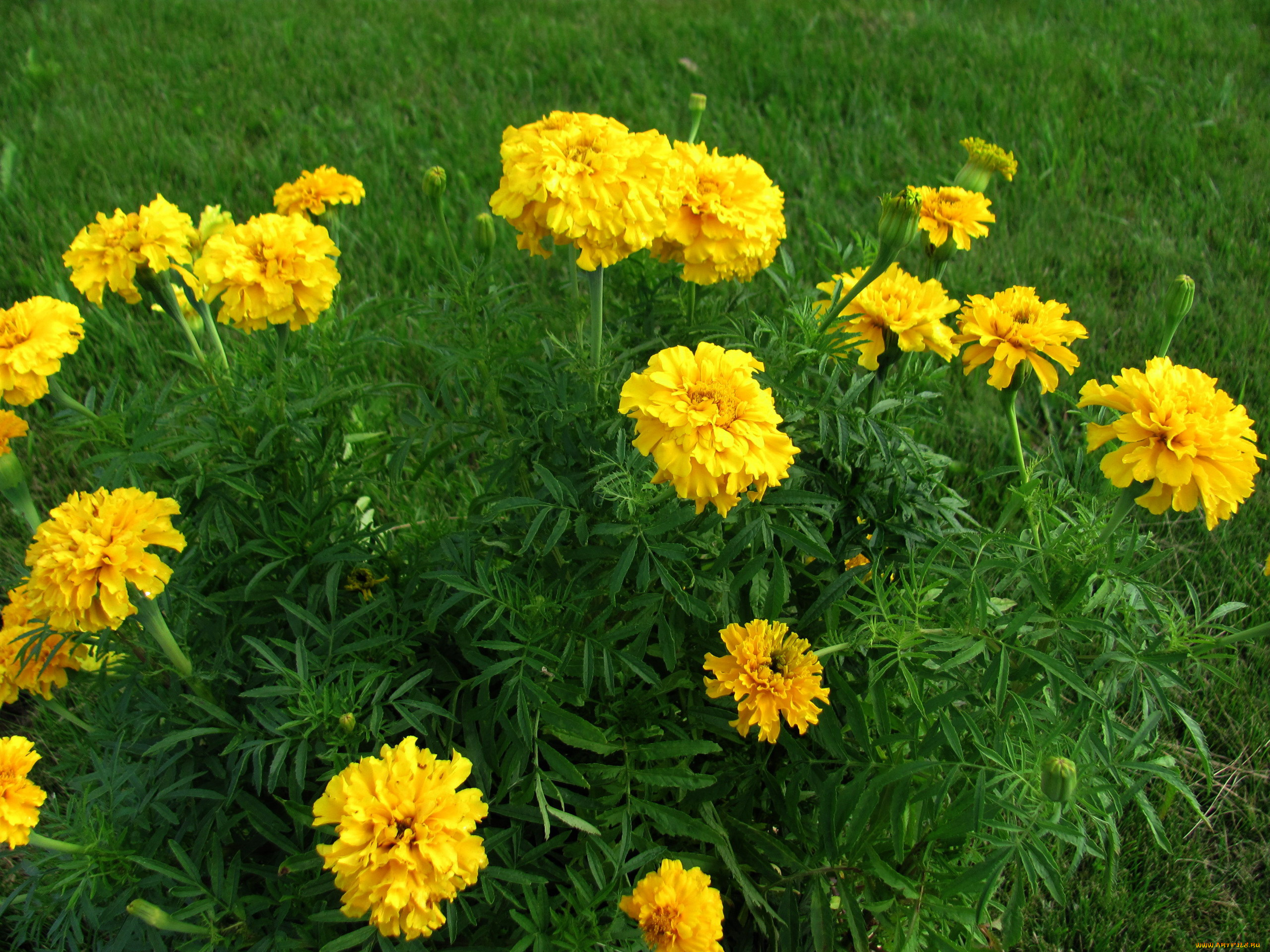 цветы, бархатцы, тагетес