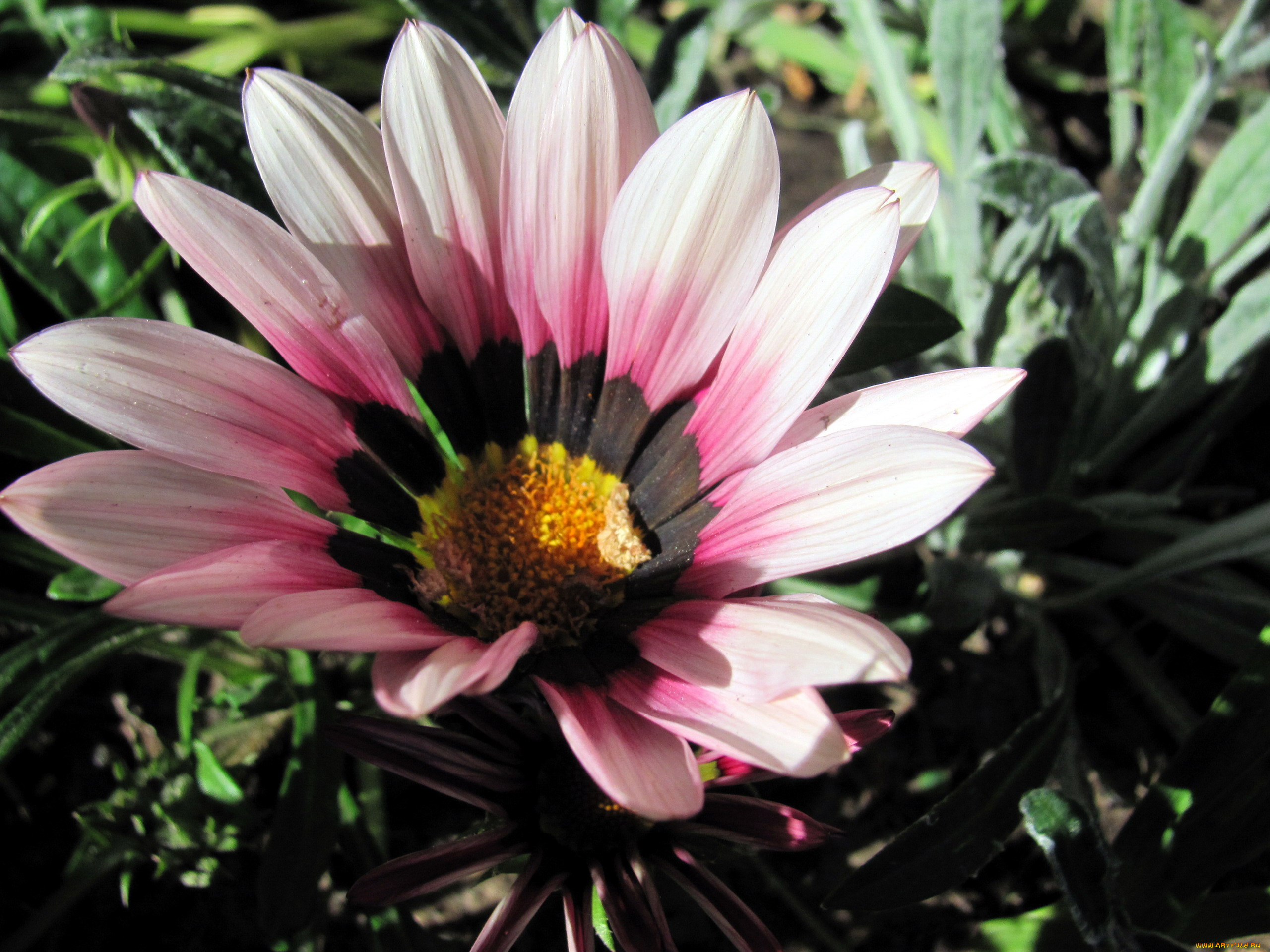 цветы, газания, макро