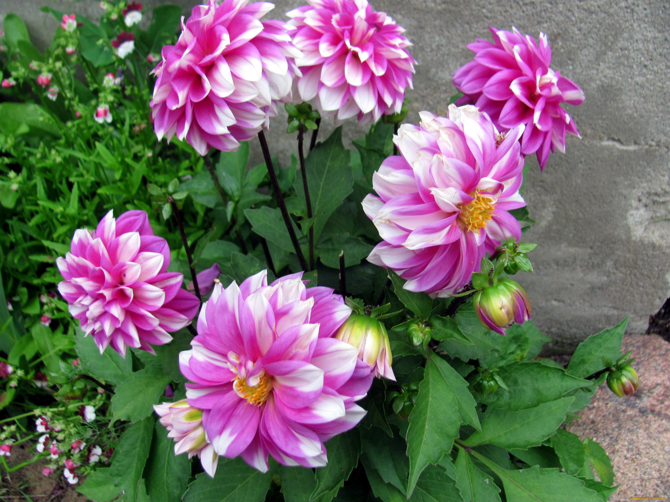 цветы, георгины, бело-розовые