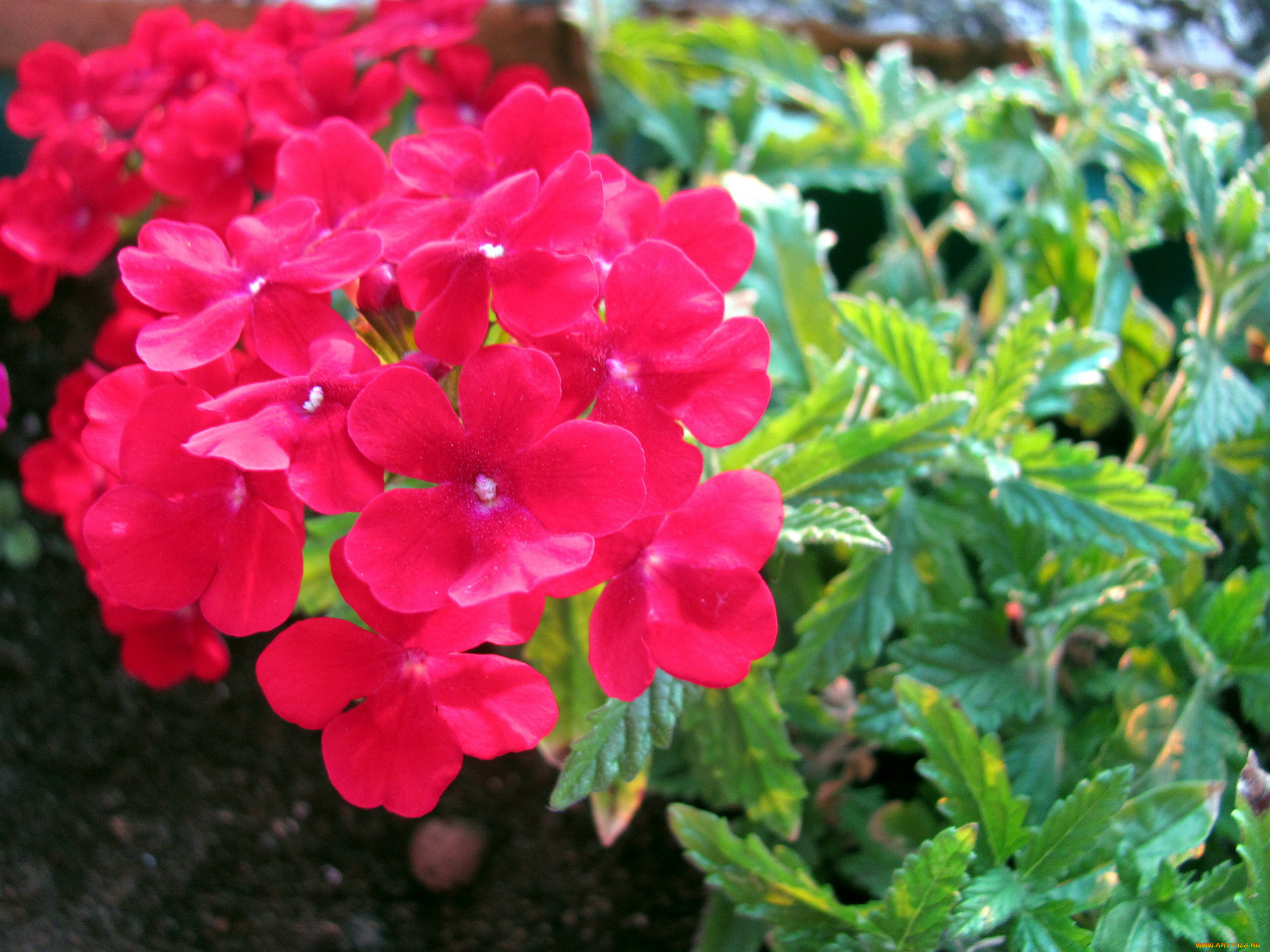 цветы, вербена