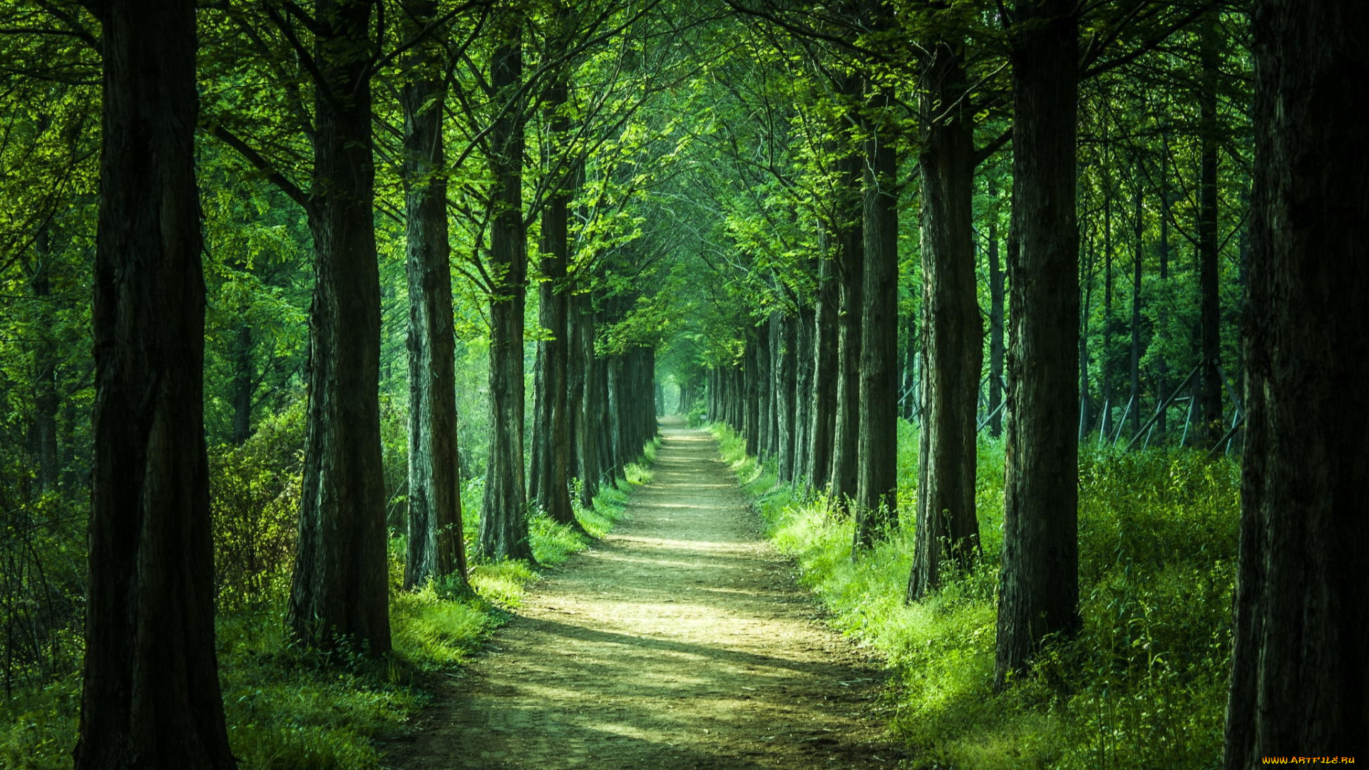 природа, лес, зелень, деревья, парк, дорожка