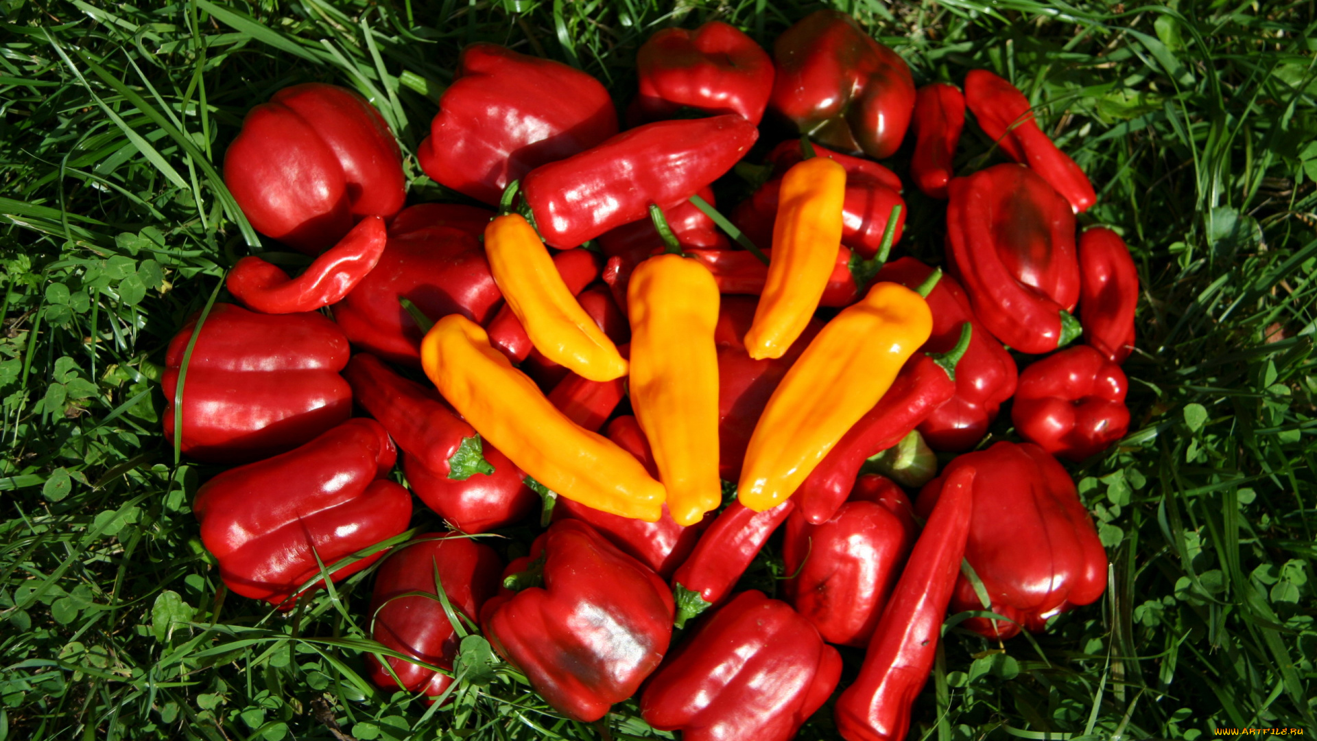 еда, перец, трава, болгарский, желтый, красный, стручки