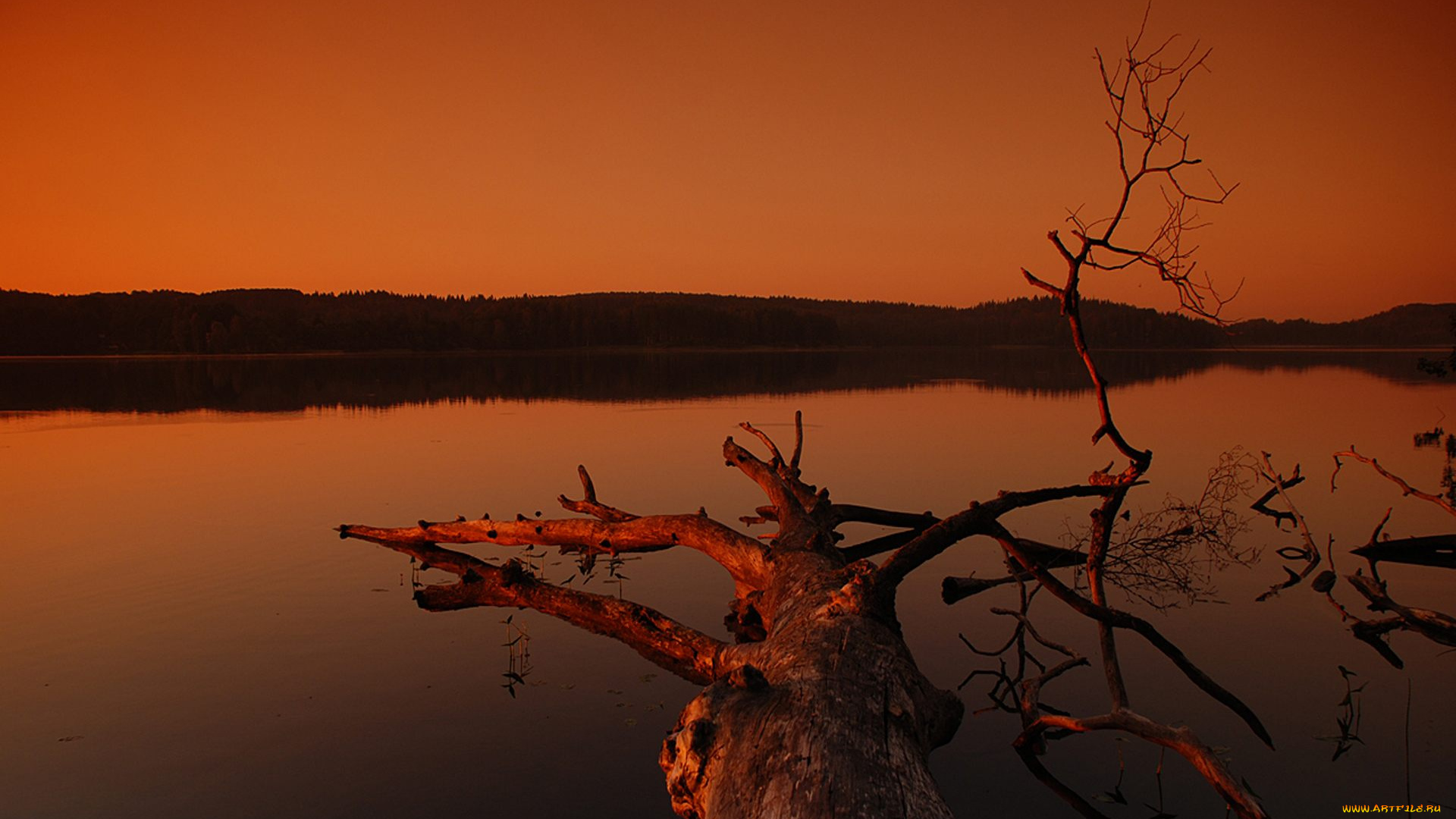 природа, реки, озера, небо, закат, озеро, деревья, коряги