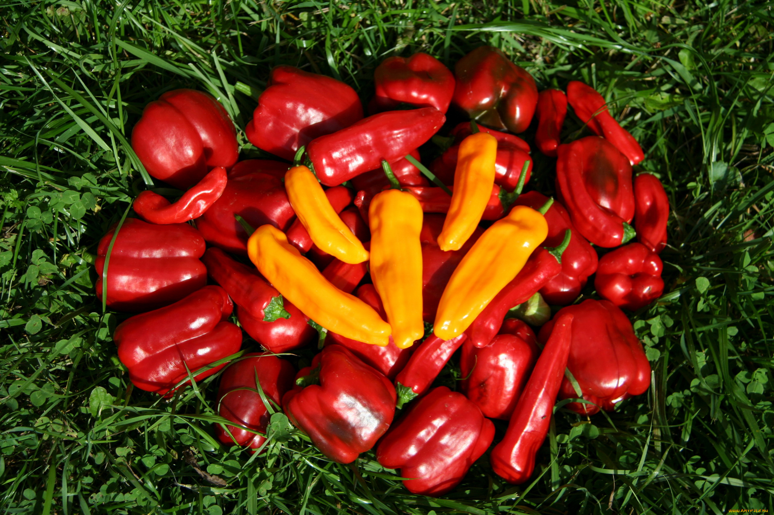 еда, перец, трава, болгарский, желтый, красный, стручки