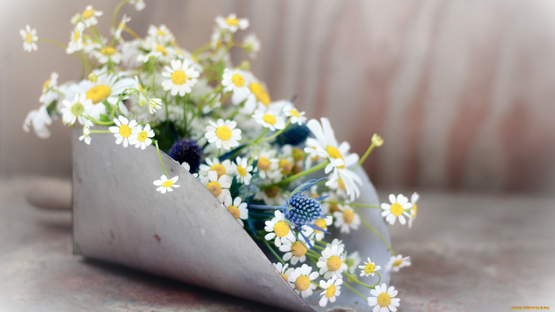 цветы, ромашки, савок, полевые