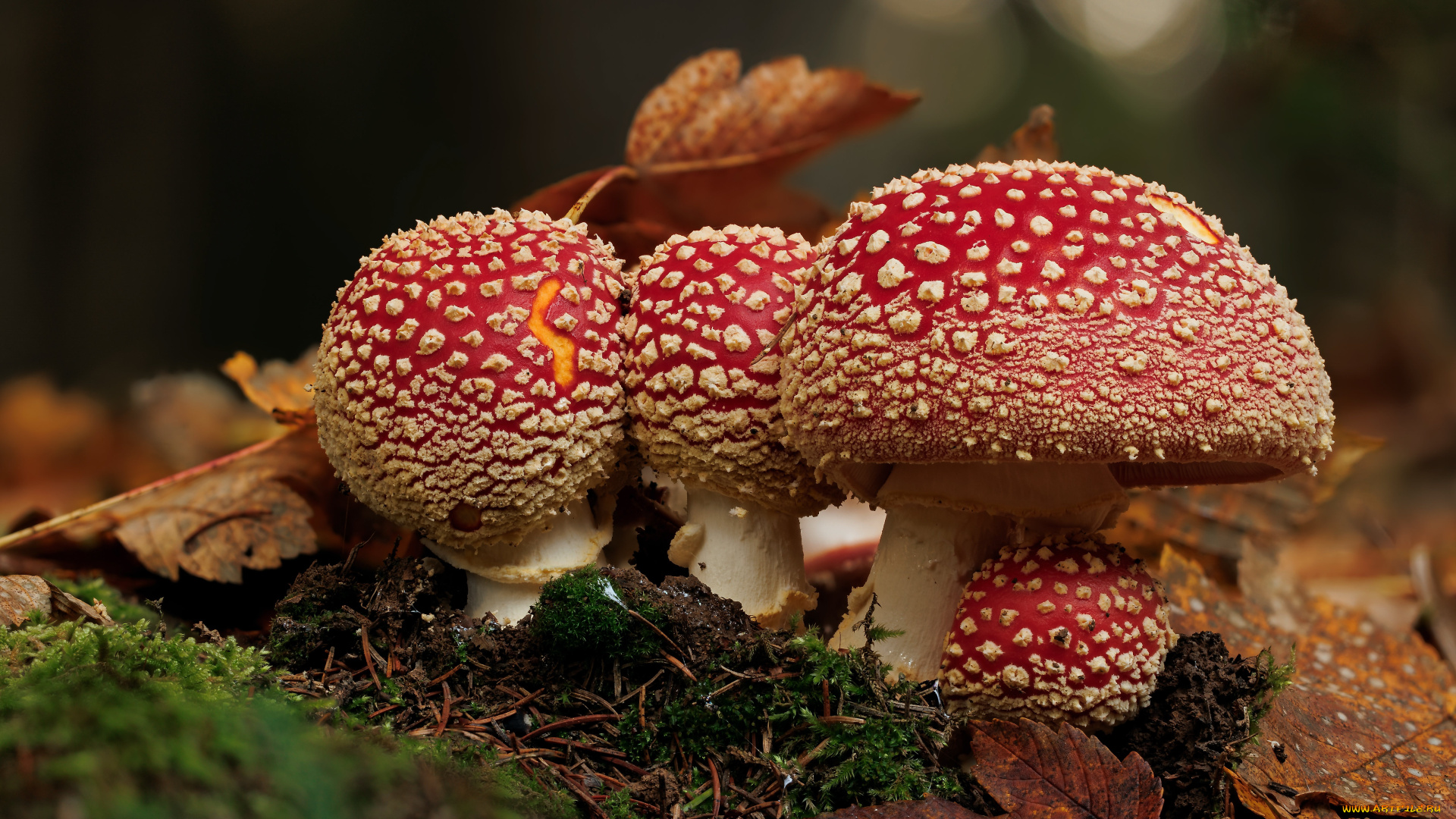 природа, грибы, , мухомор
