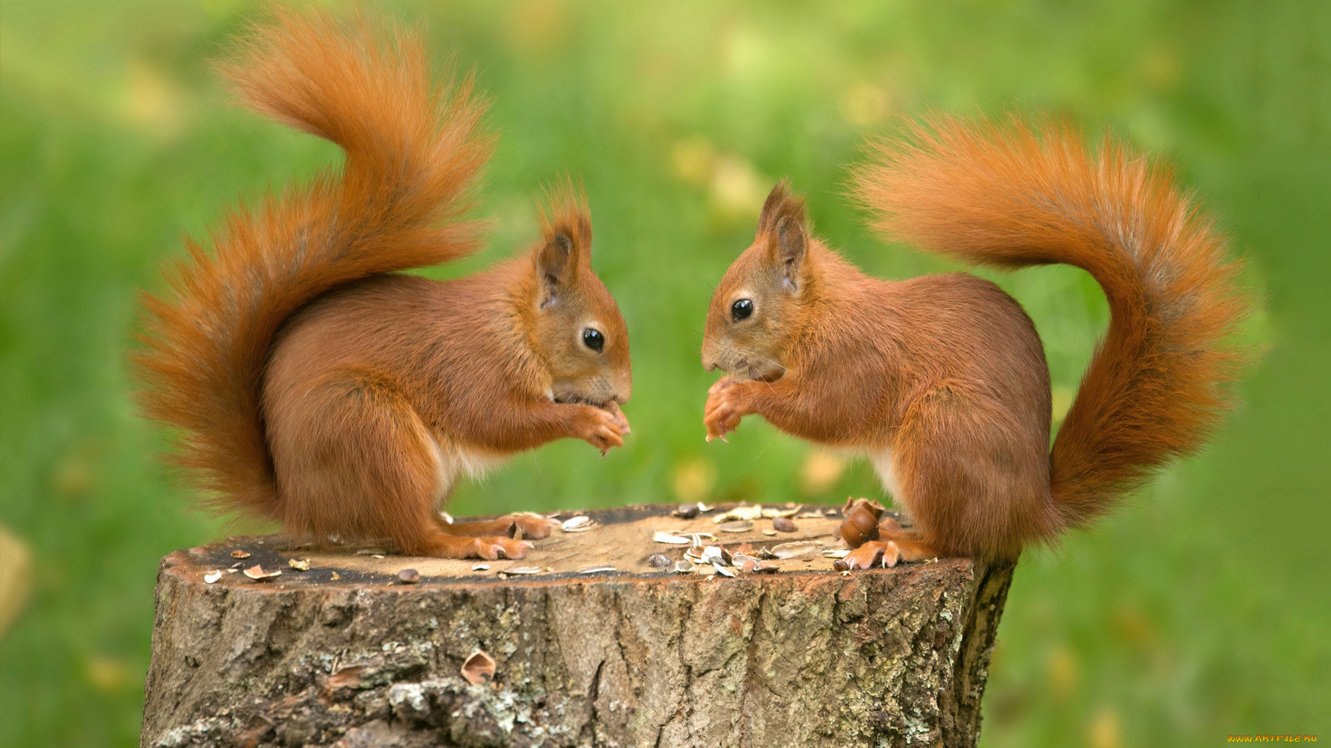 животные, белки