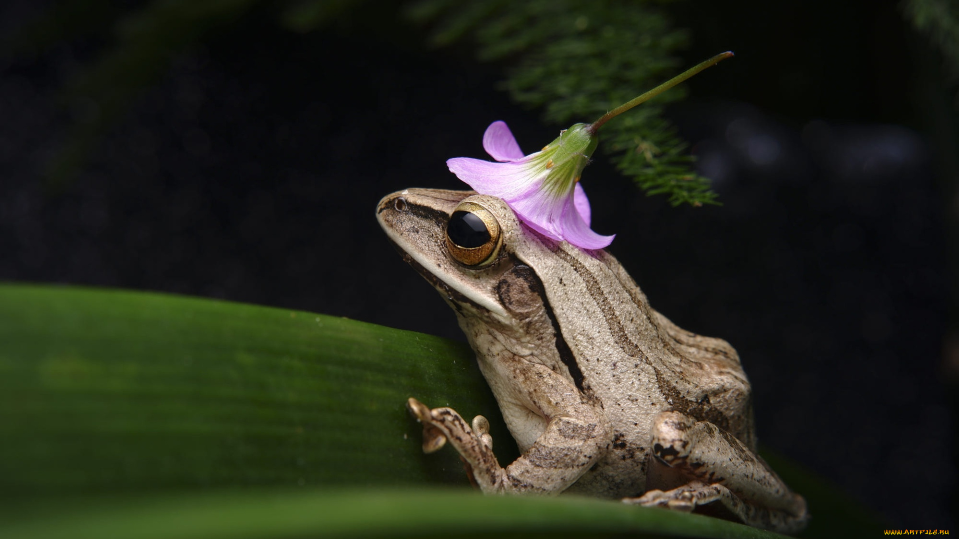 животные, лягушки, цветок, темный, фон, листок, лягушка, колокольчик, панамка