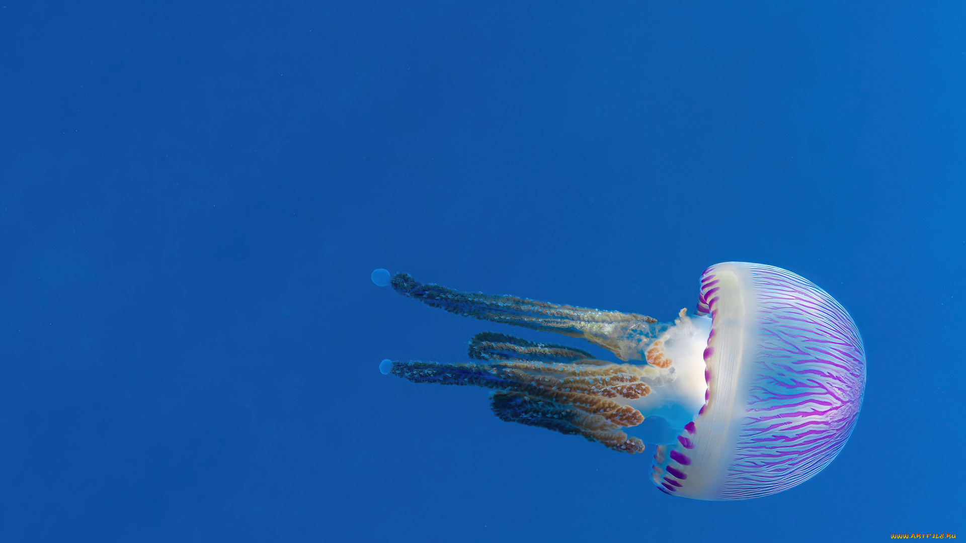 животные, медузы, медуза