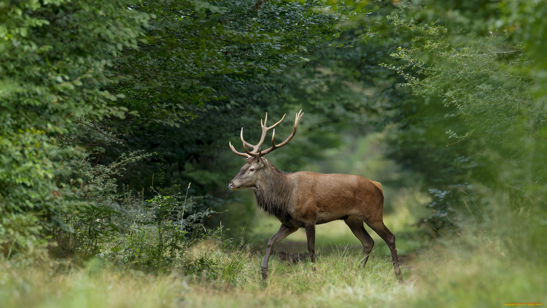 животные, олени, олень
