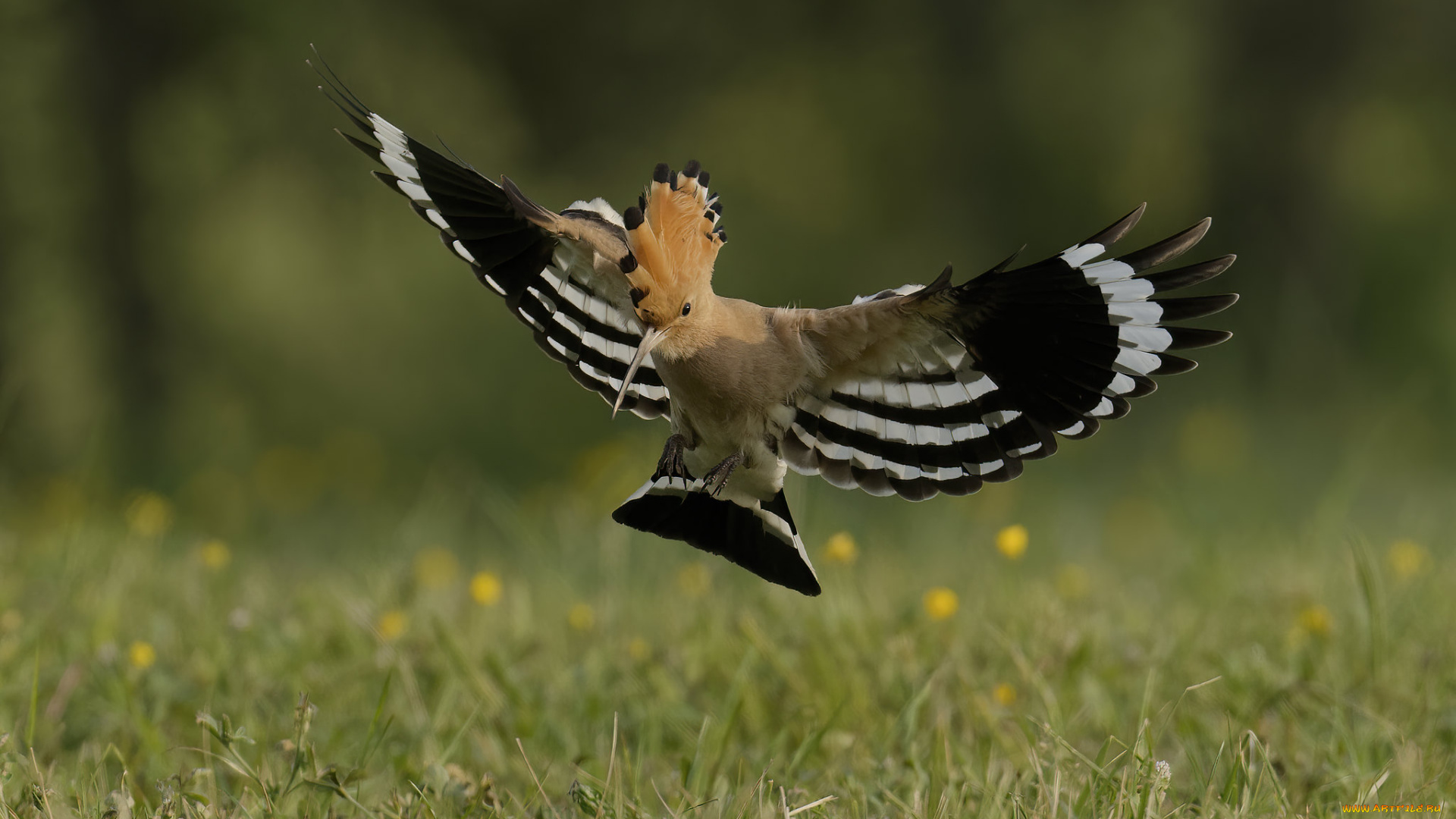 животные, удоды, удод