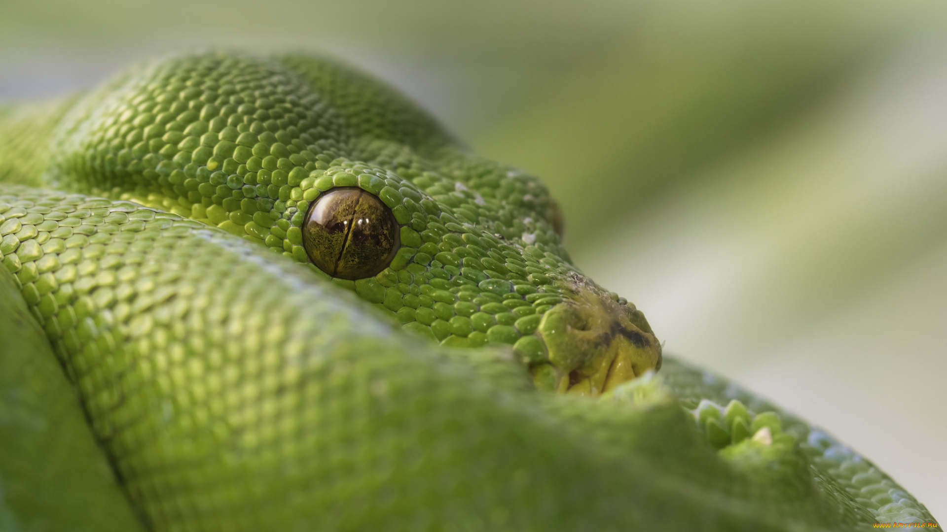 животные, змеи, , питоны, , кобры, удав, змея, зеленый, глаза