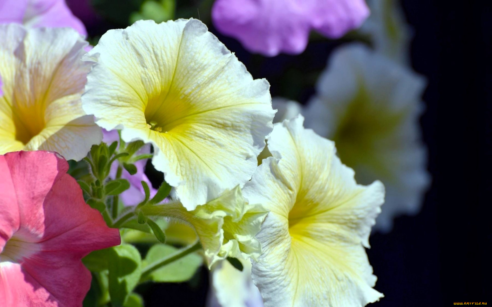 цветы, петунии, , калибрахоа, цвета