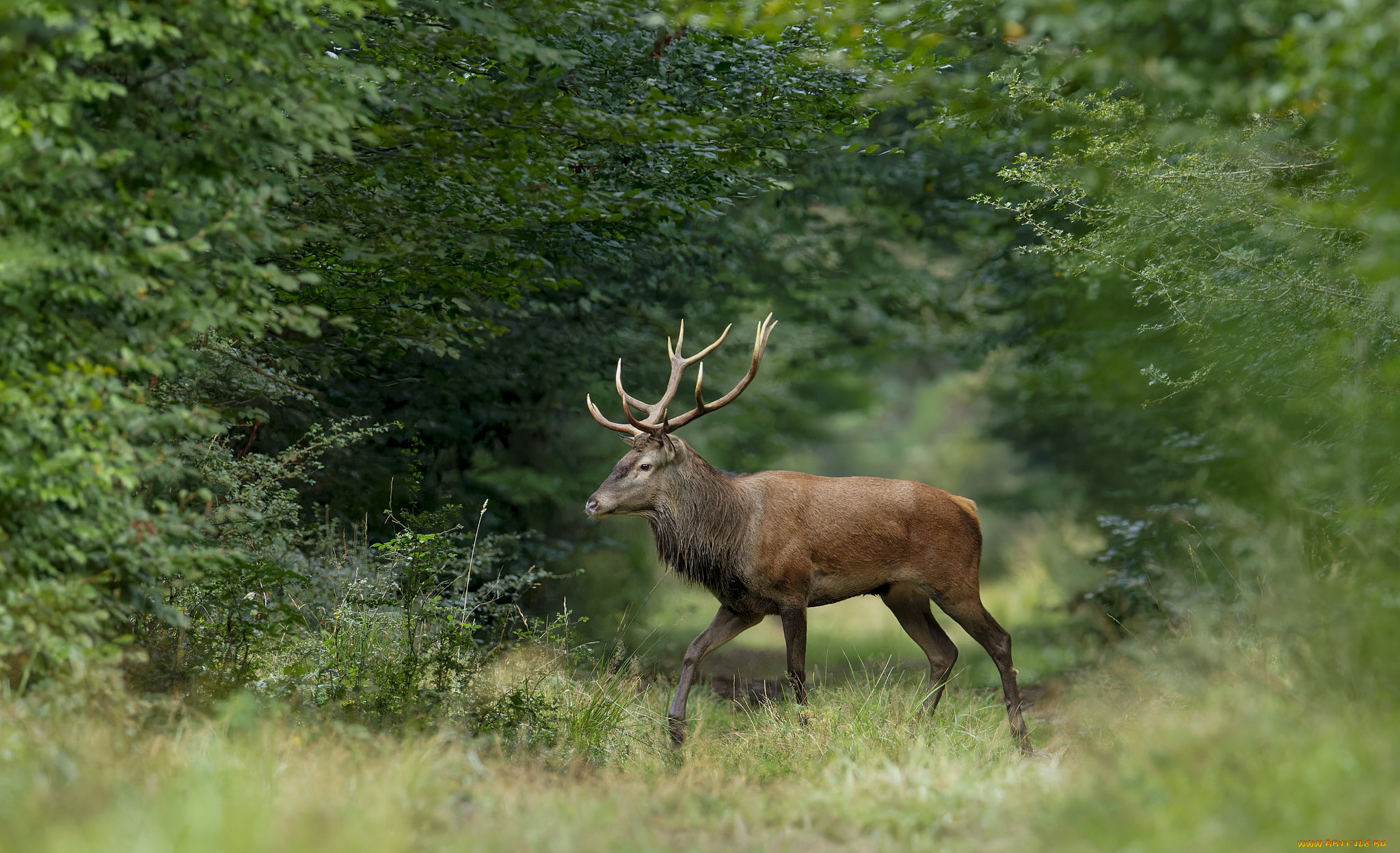 животные, олени, олень