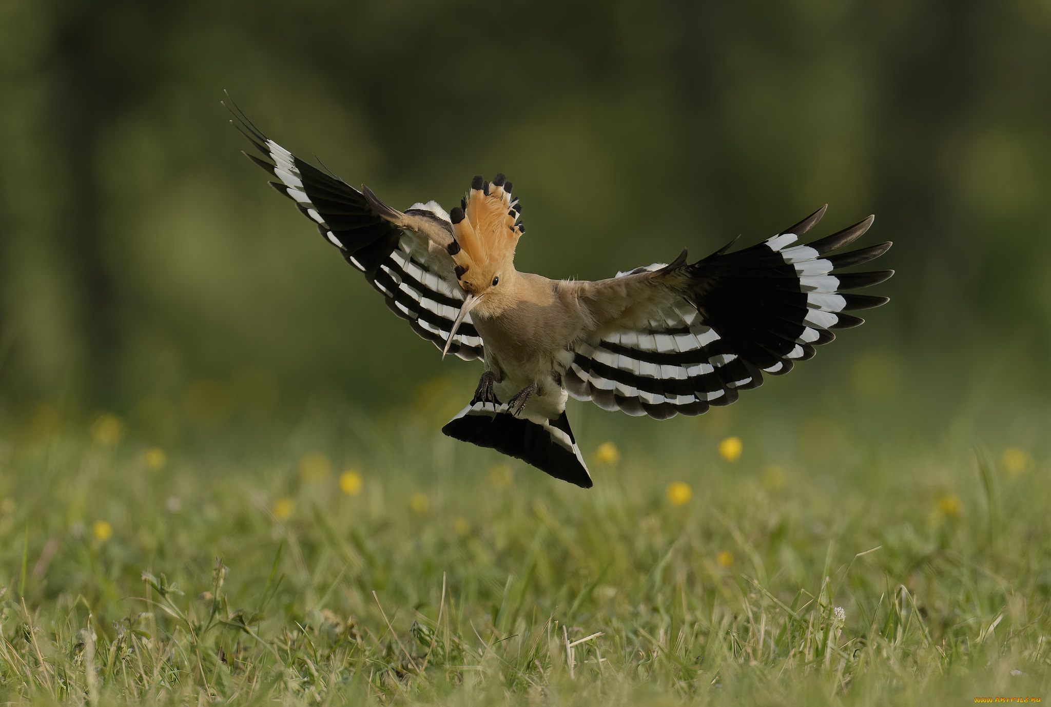 животные, удоды, удод