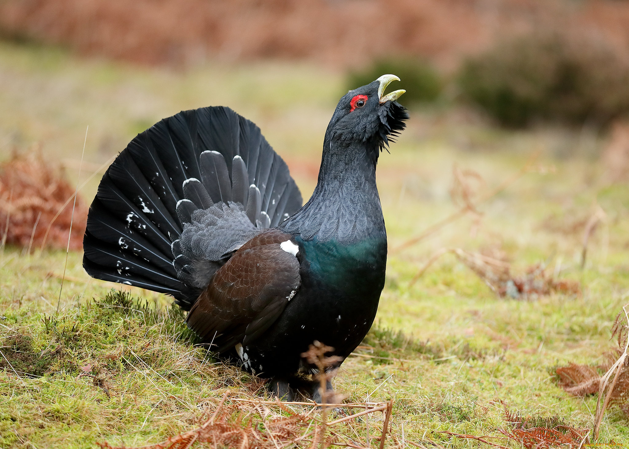 животные, глухари, , тетерева, глухарь