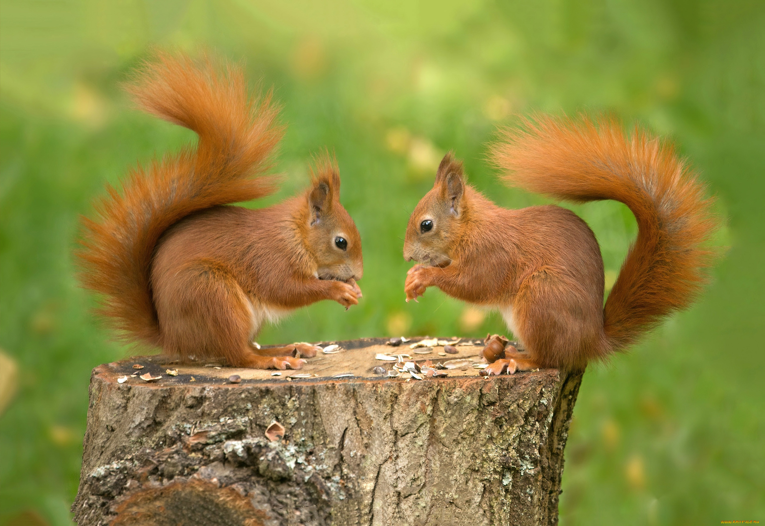 животные, белки
