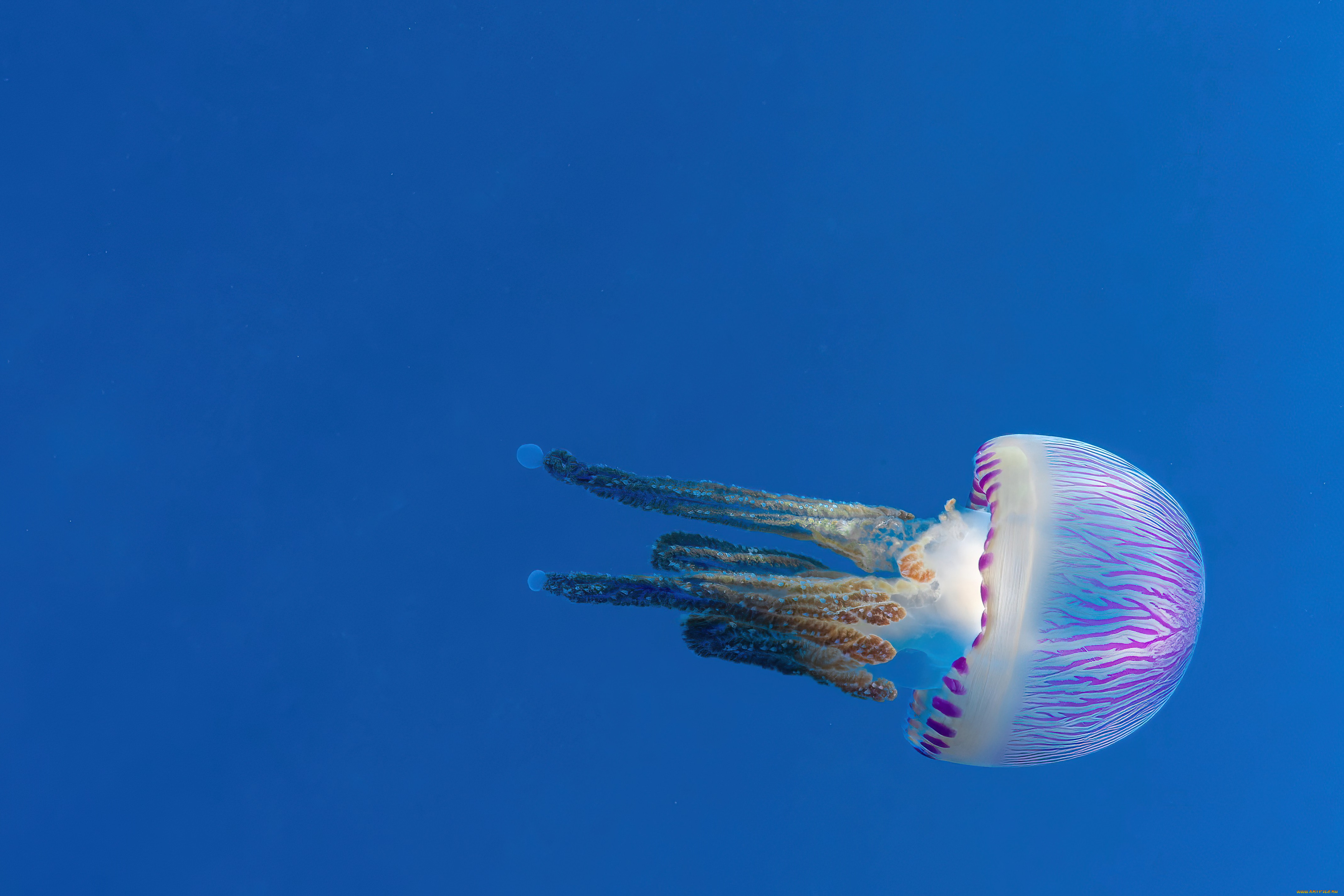 животные, медузы, медуза