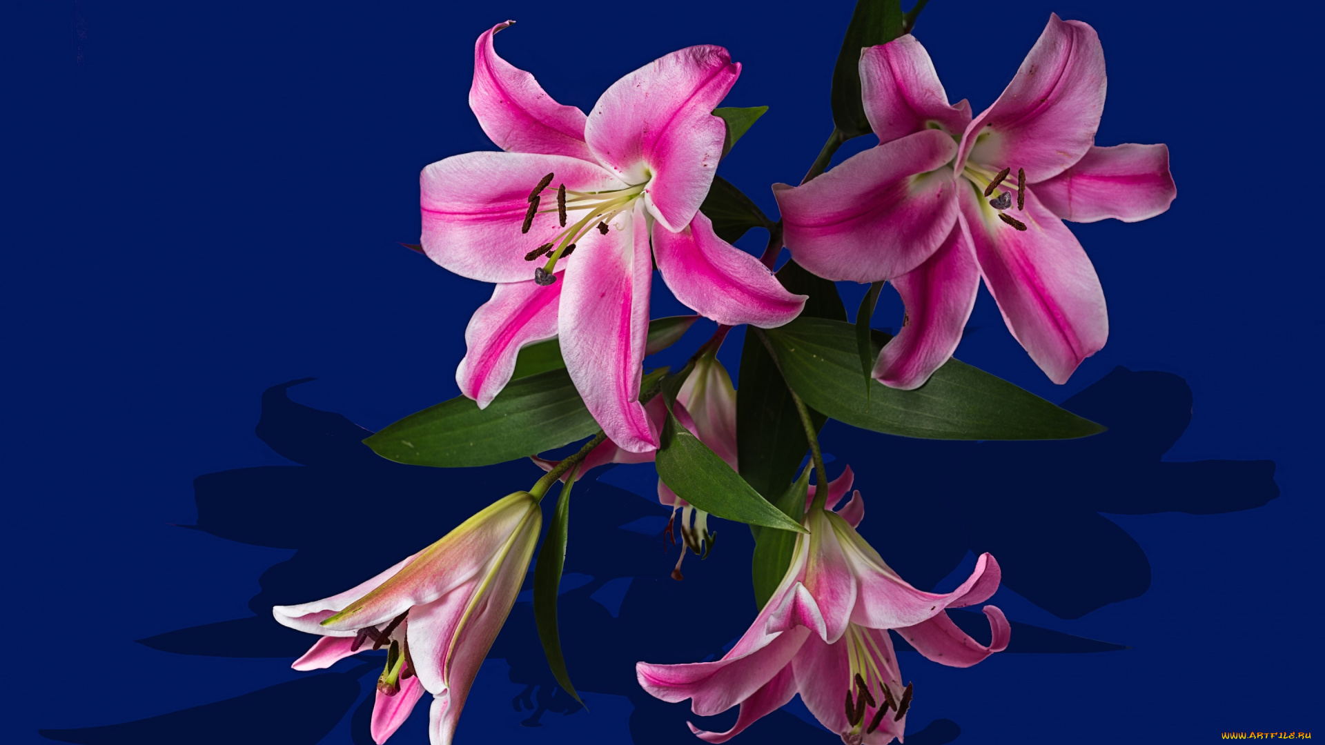 цветы, лилии, , лилейники