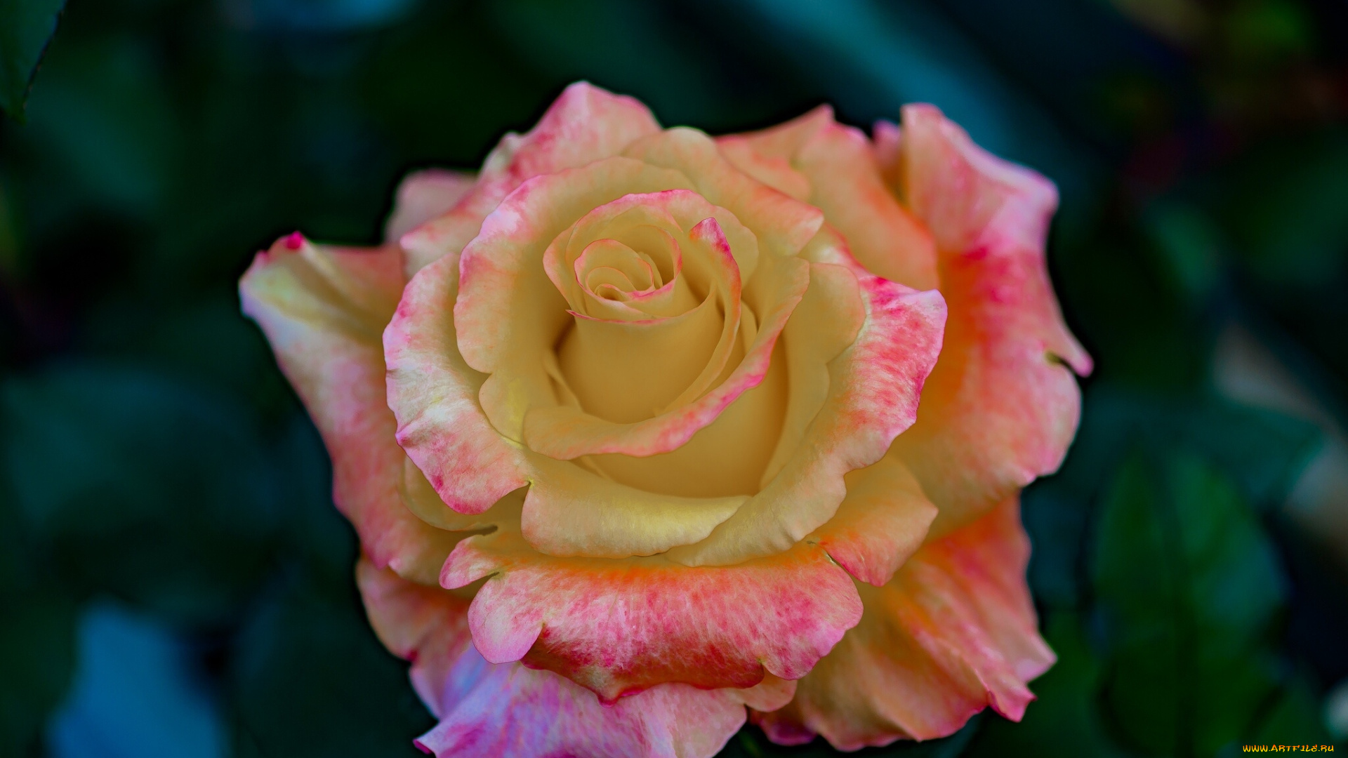 цветы, розы, розовая, роза