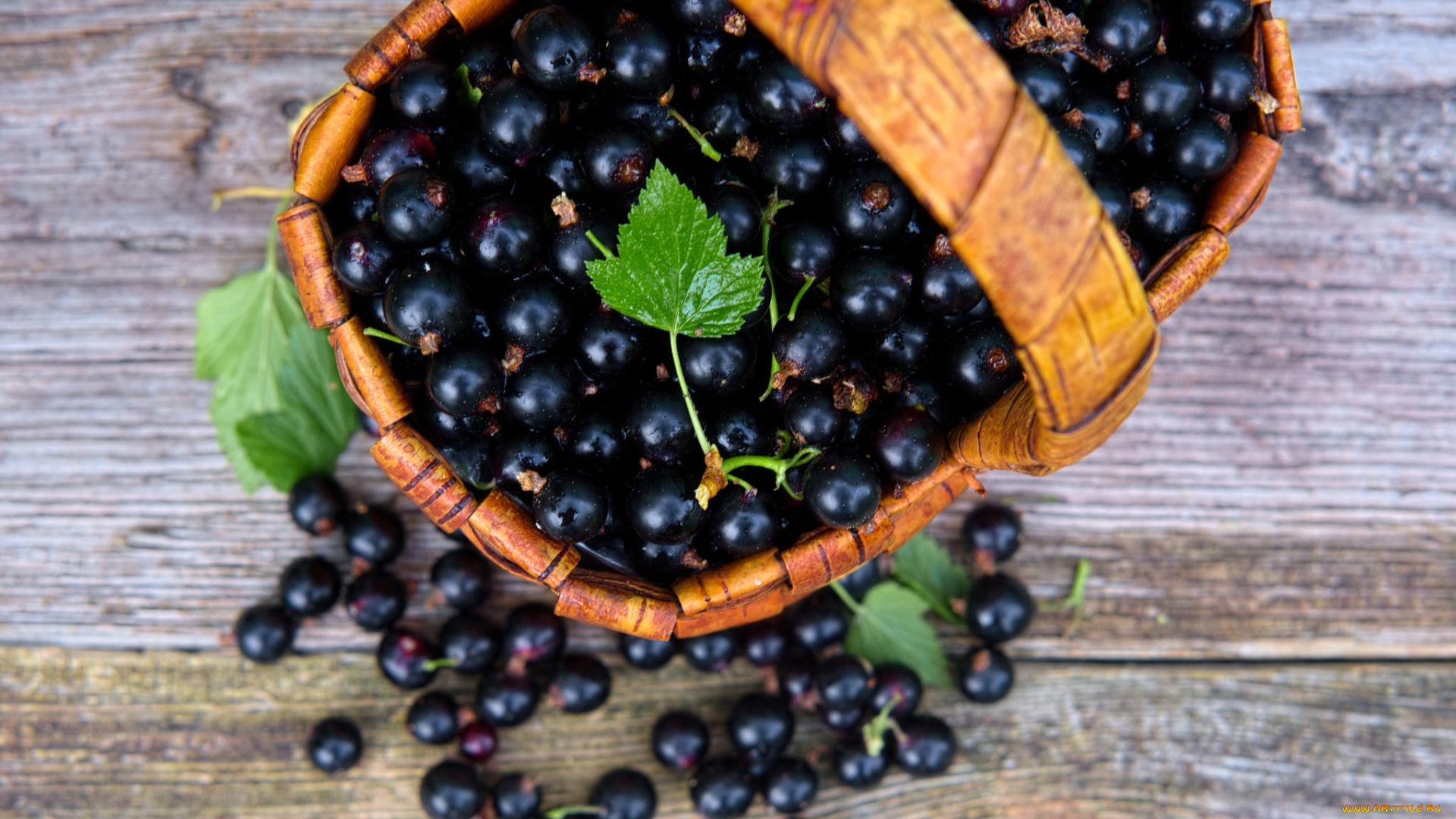 еда, смородина, корзинка, черная, много