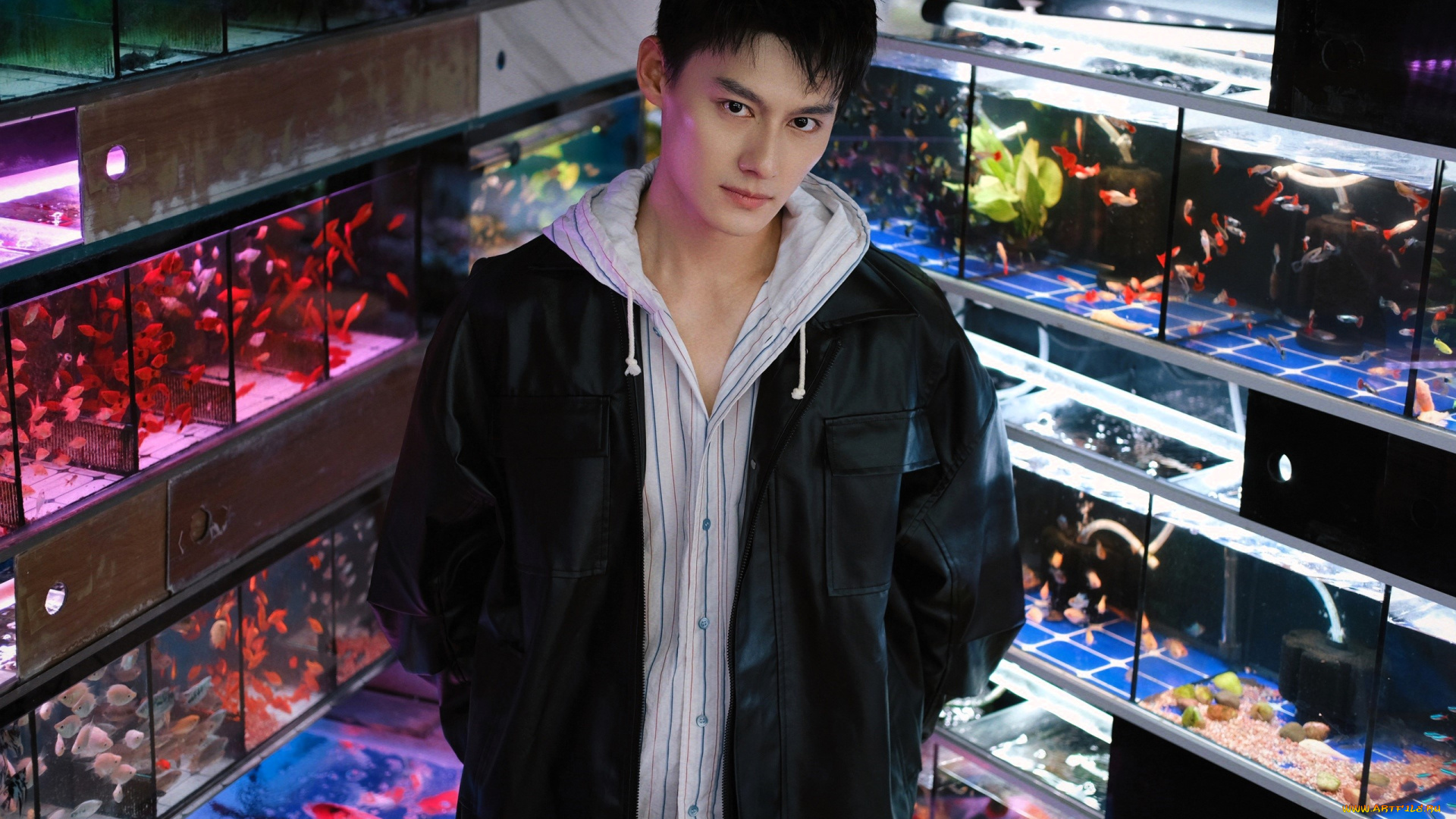 мужчины, wang, zhuocheng, актер, куртка, рыбки, аквариумы