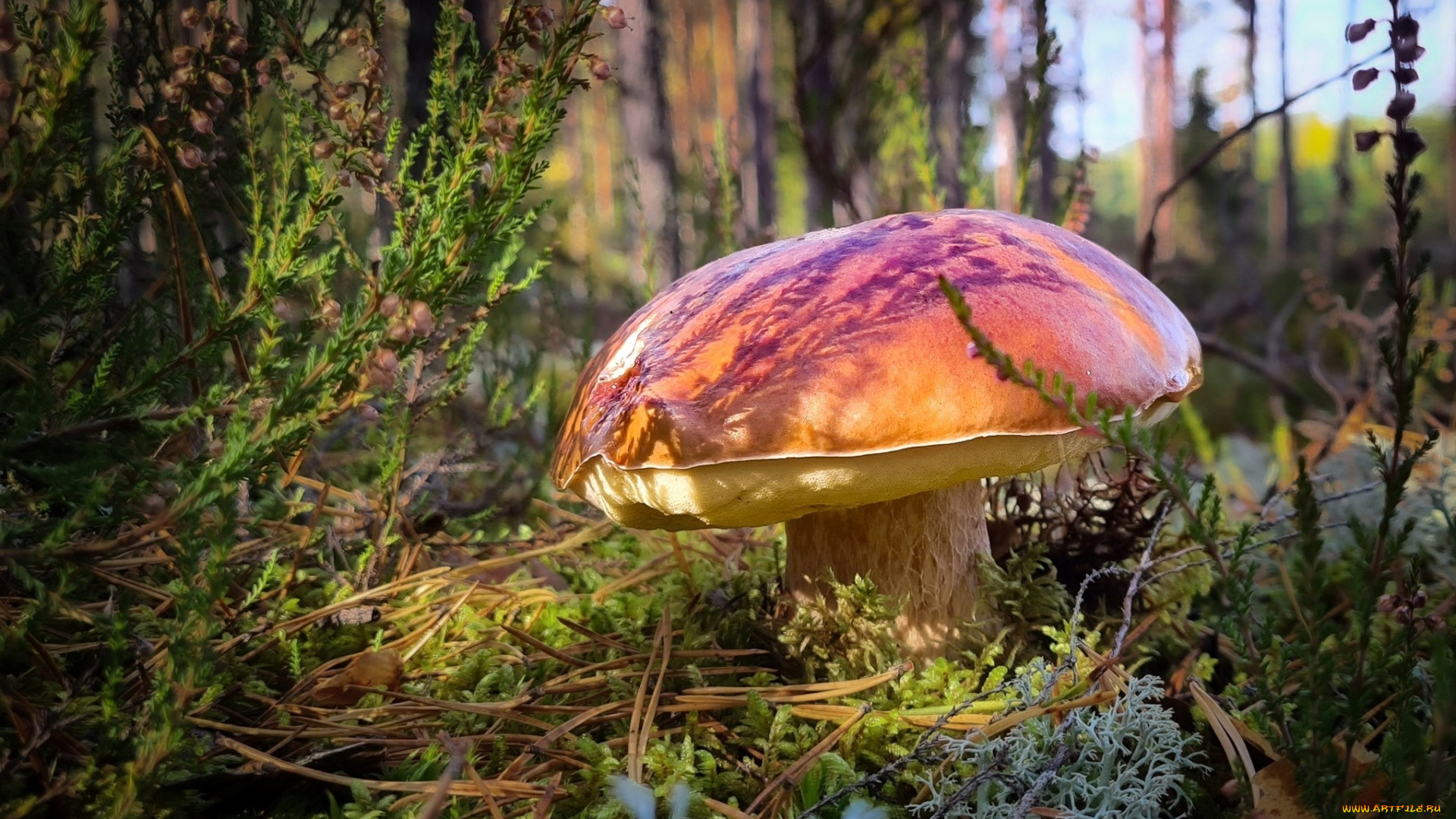 природа, грибы, боровик