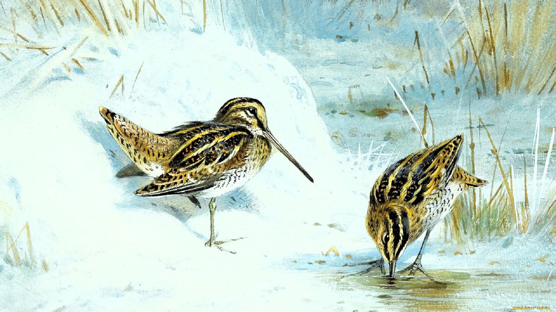 рисованное, archibald, thorburn, кулики, пара, снег