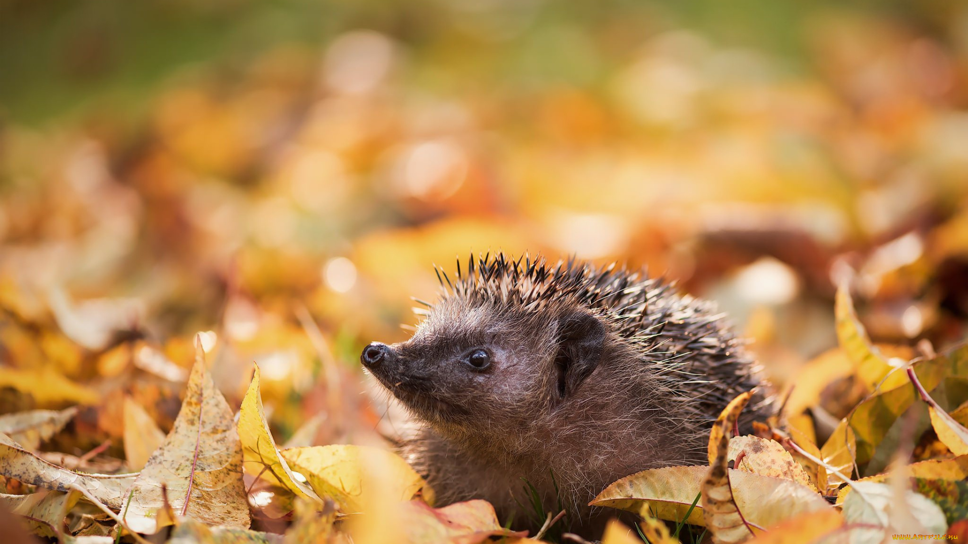 животные, ежи, ёжик