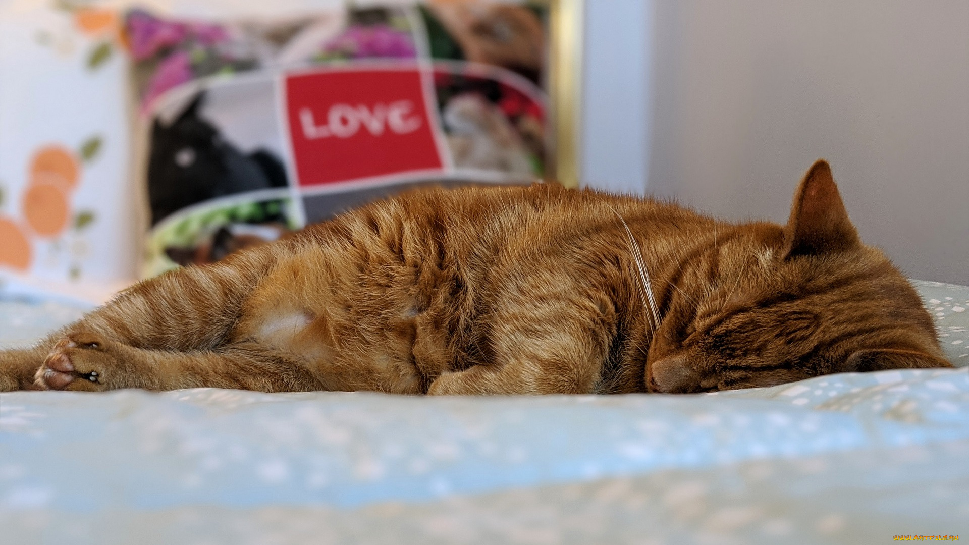 животные, коты, кот, кошка