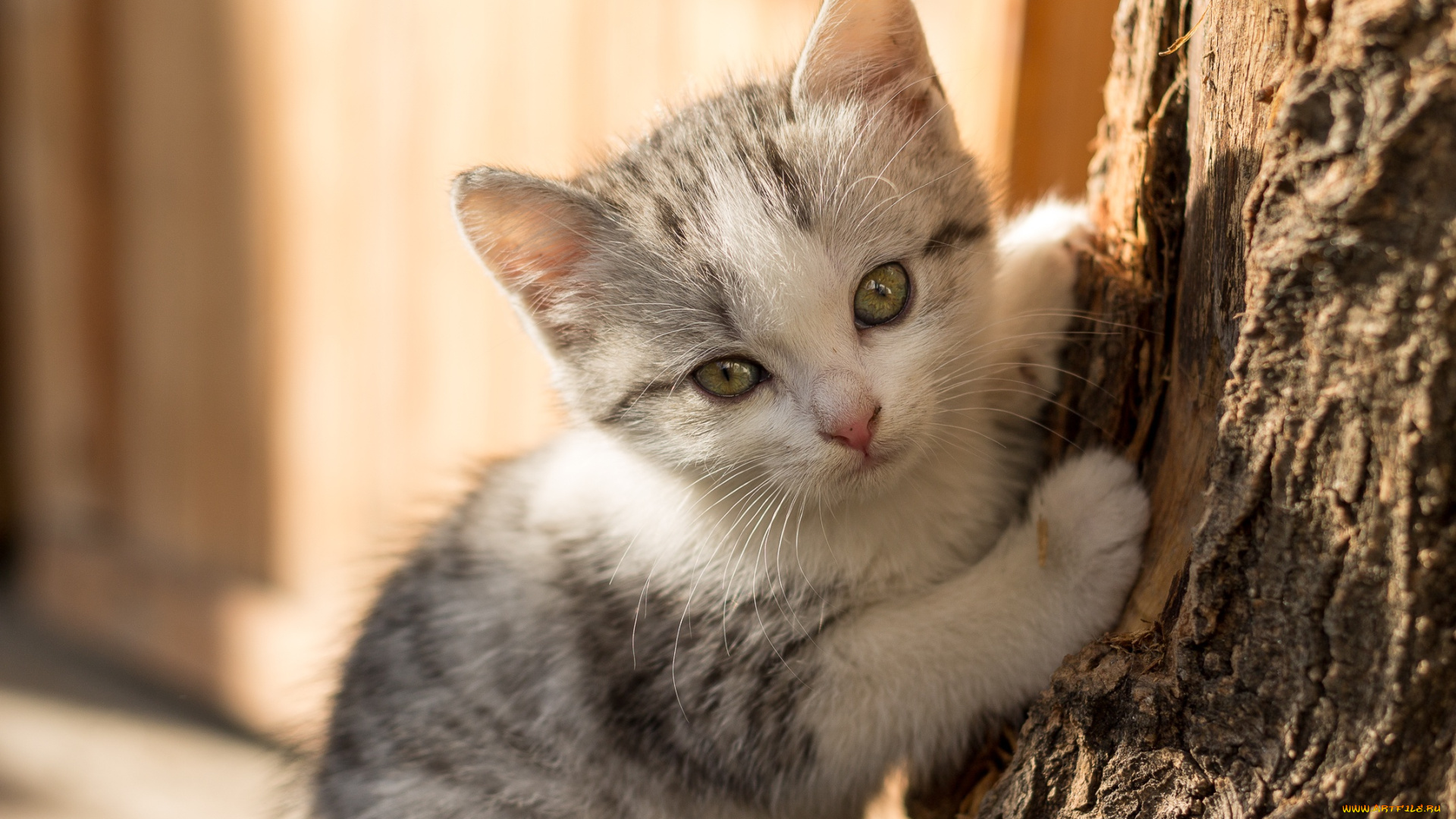 животные, коты, кот, кошка