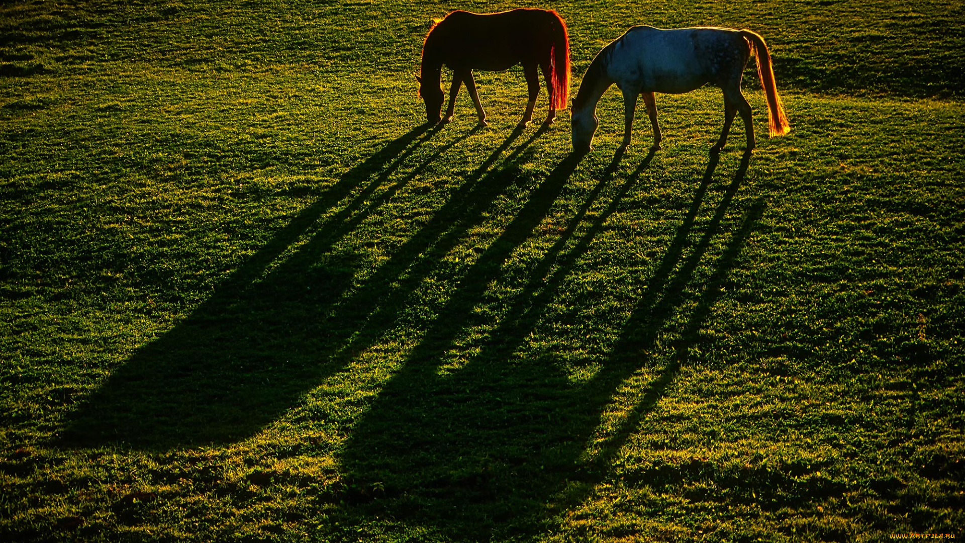 животные, лошади, тени