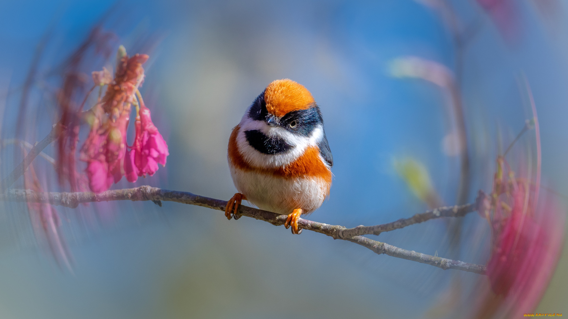 животные, птицы, птица