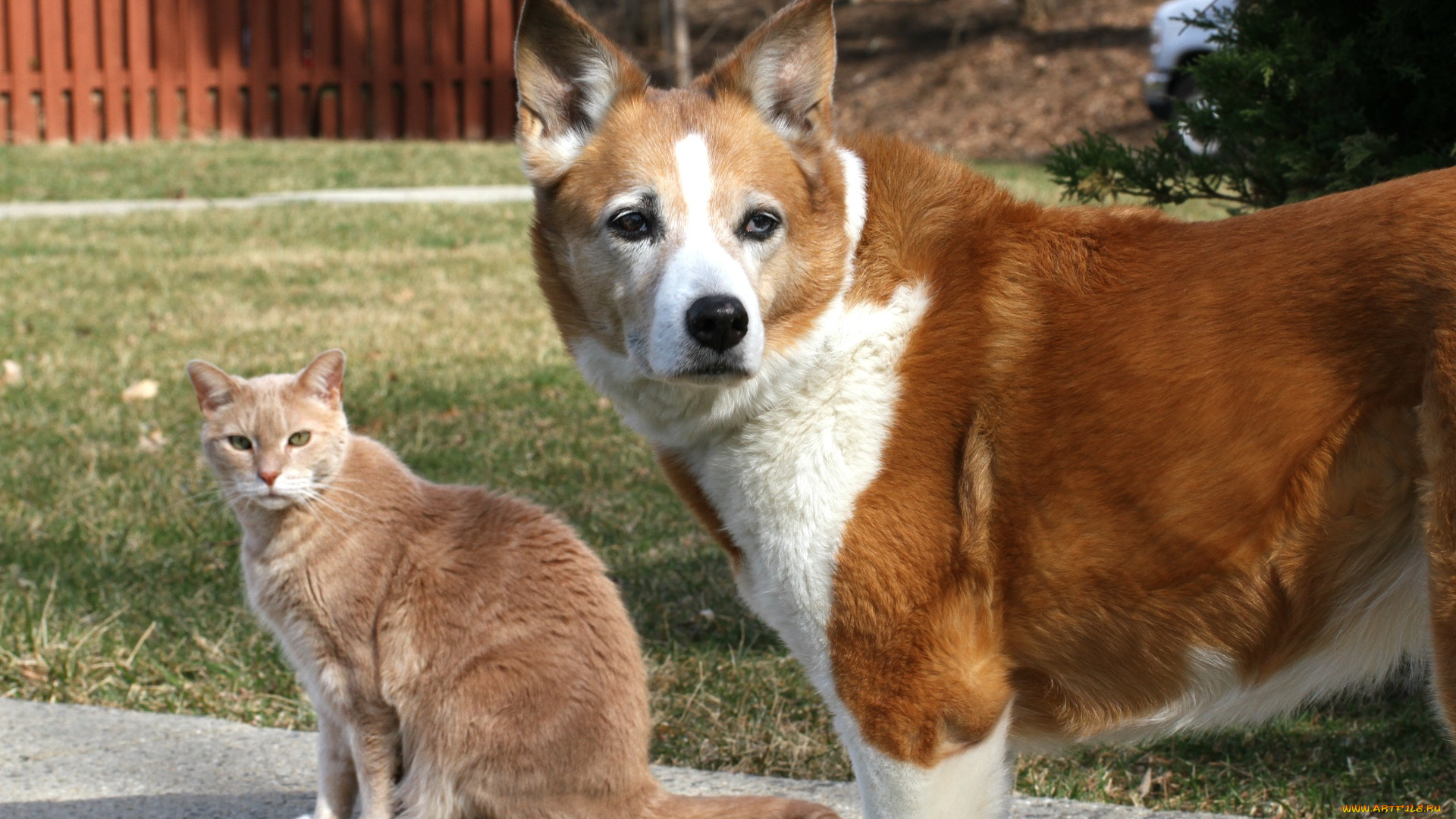 животные, разные, вместе, друзья, кот, кошка, собака