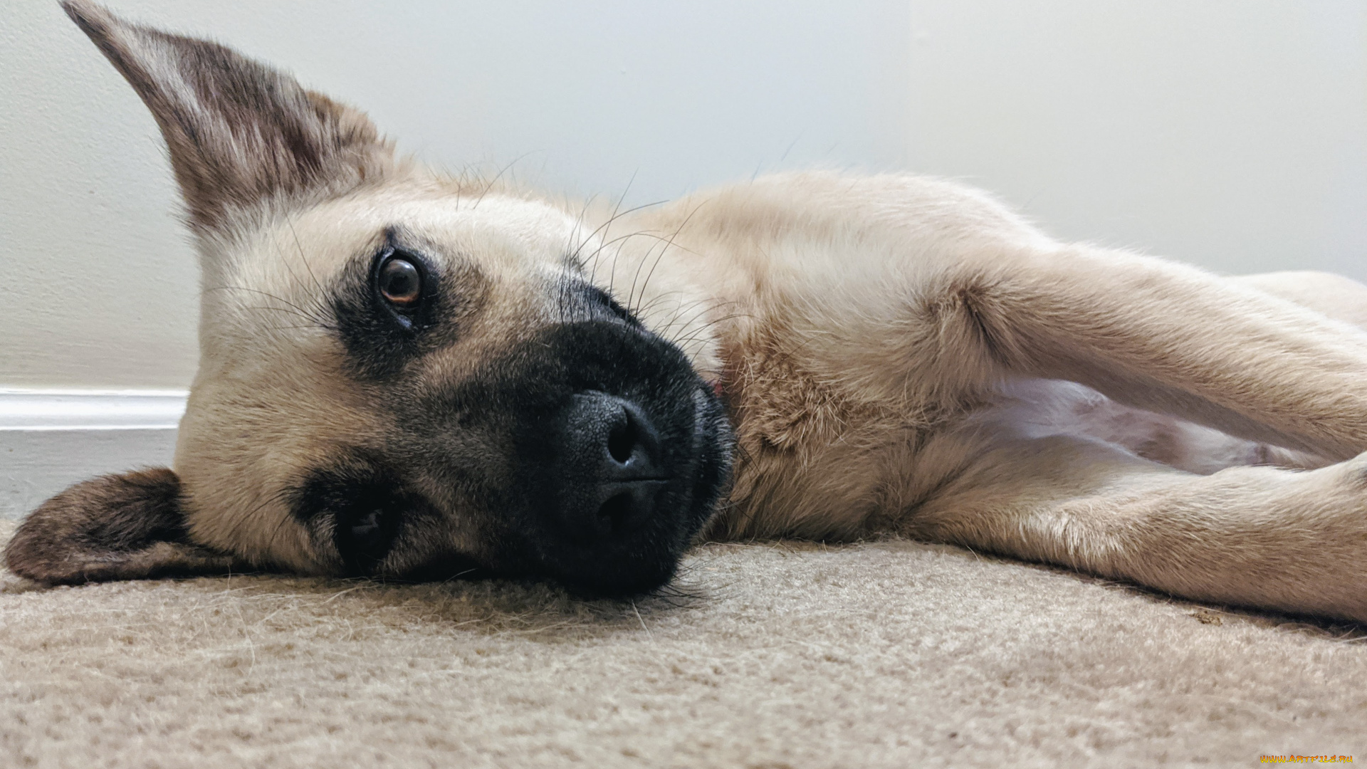 животные, собаки, собака