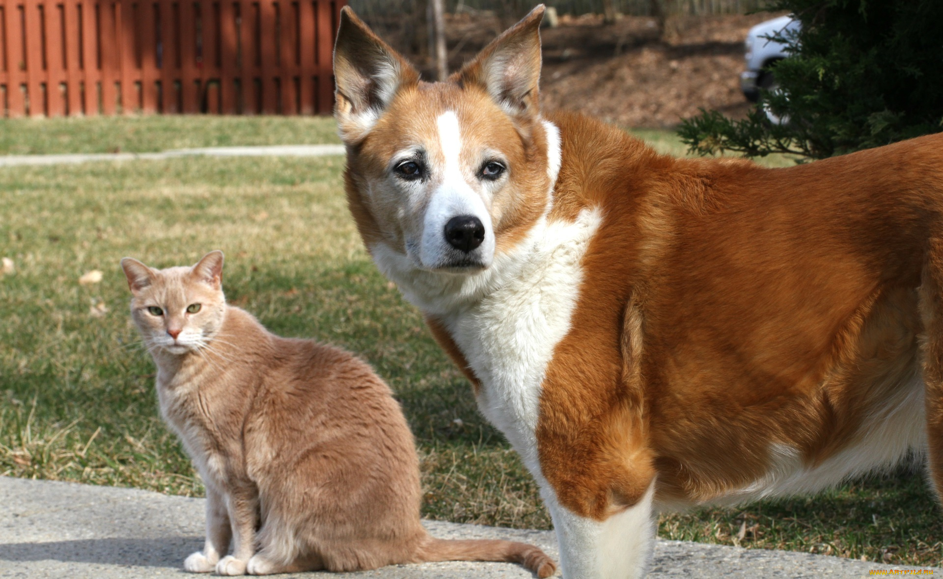 животные, разные, вместе, друзья, кот, кошка, собака