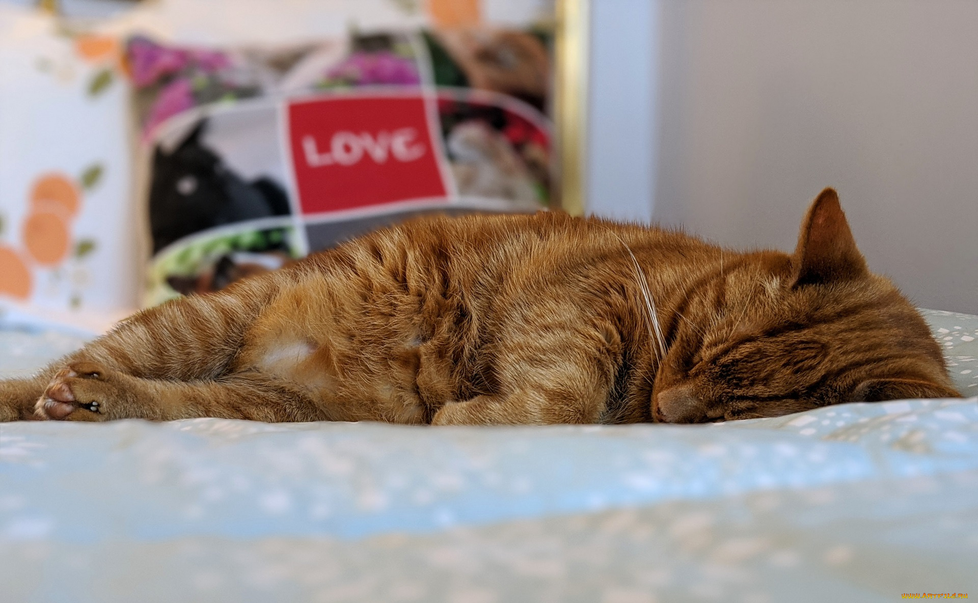 животные, коты, кот, кошка