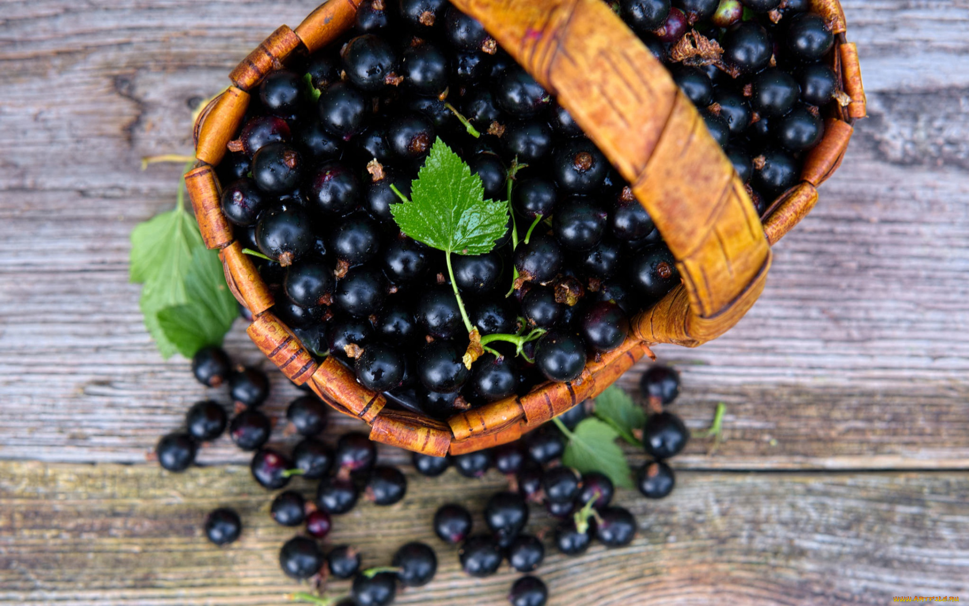 еда, смородина, корзинка, черная, много