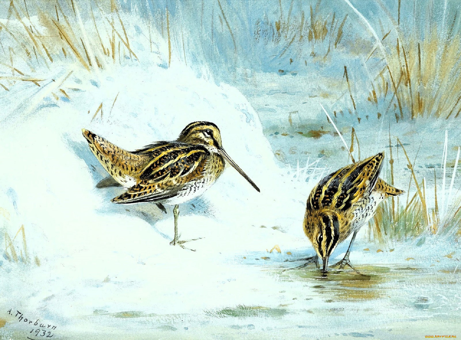 рисованное, archibald, thorburn, кулики, пара, снег