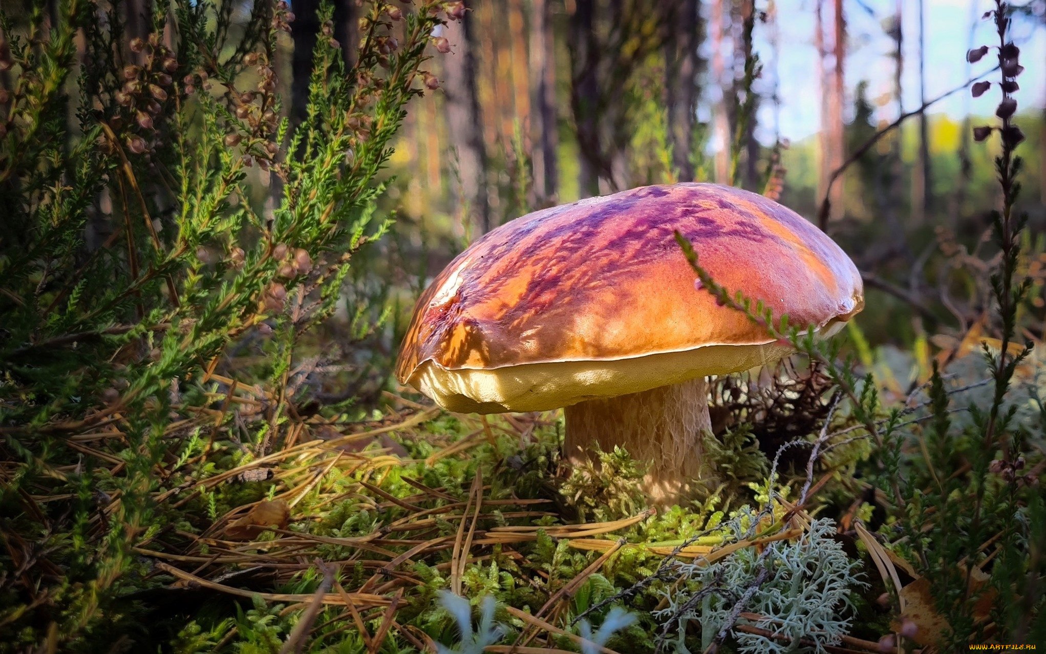 природа, грибы, боровик