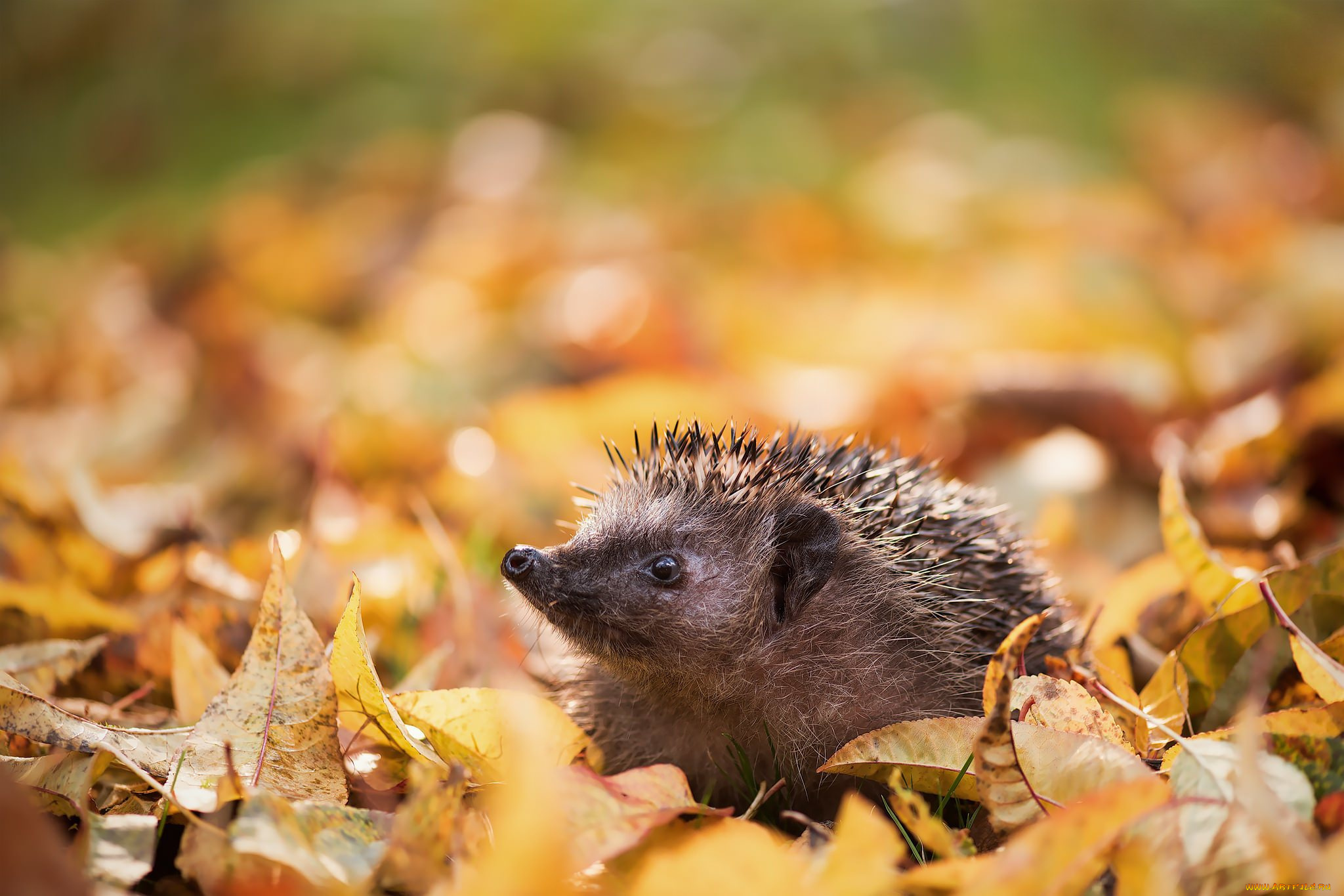 животные, ежи, ёжик