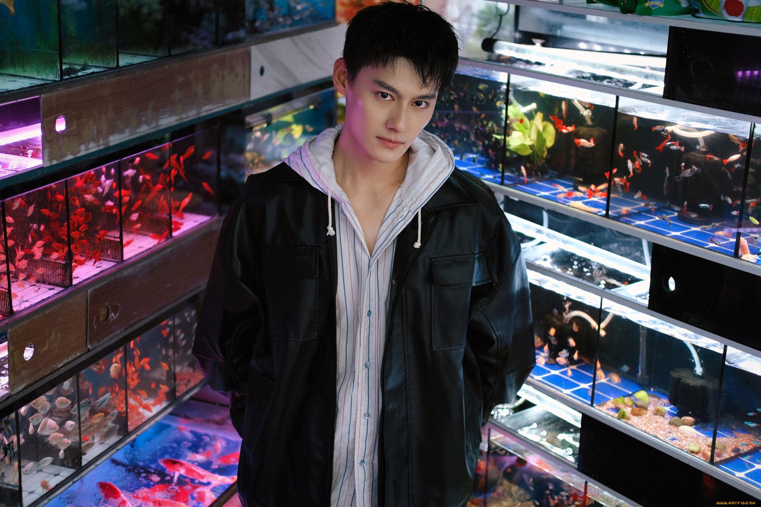 мужчины, wang, zhuocheng, актер, куртка, рыбки, аквариумы