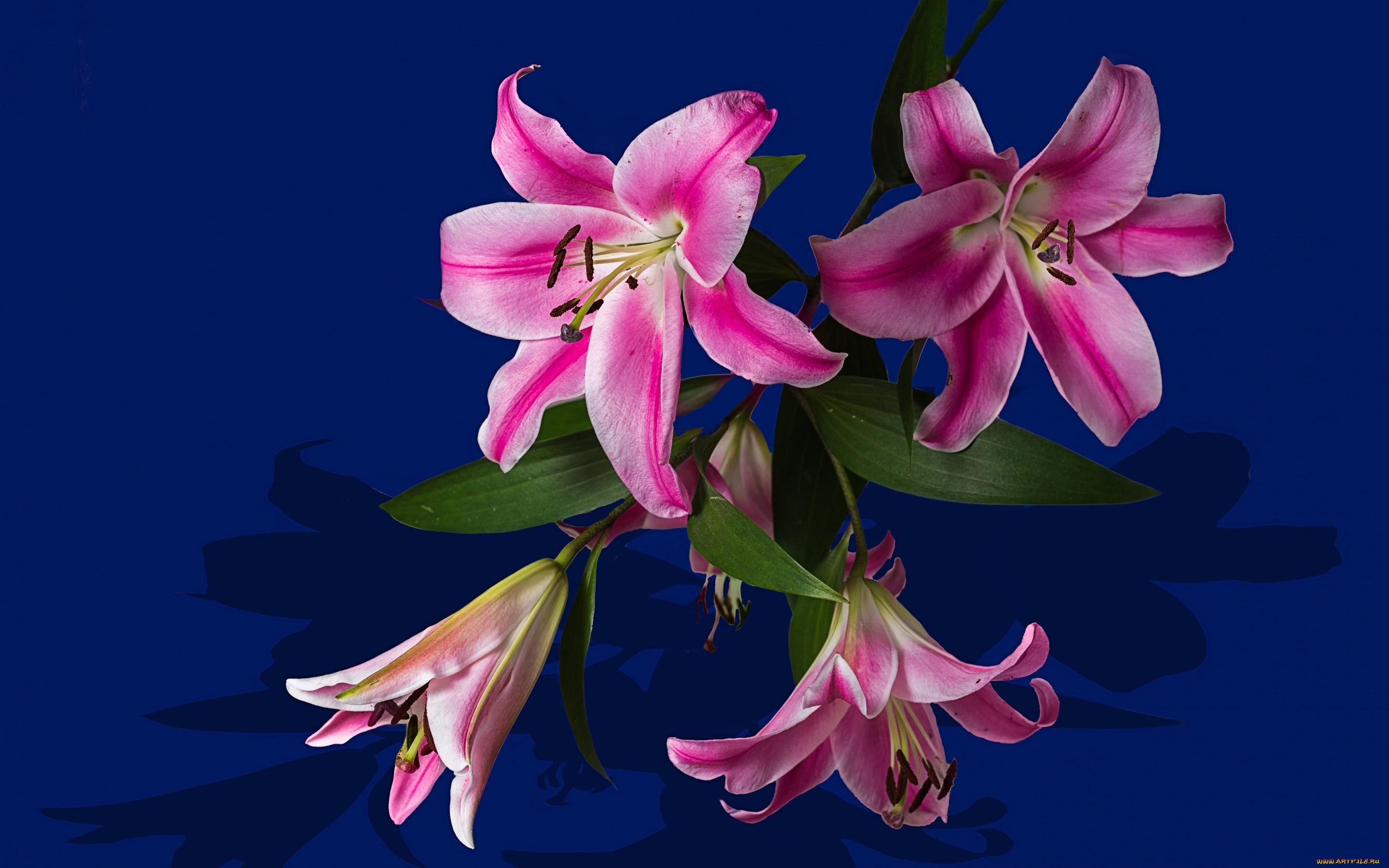 цветы, лилии, , лилейники