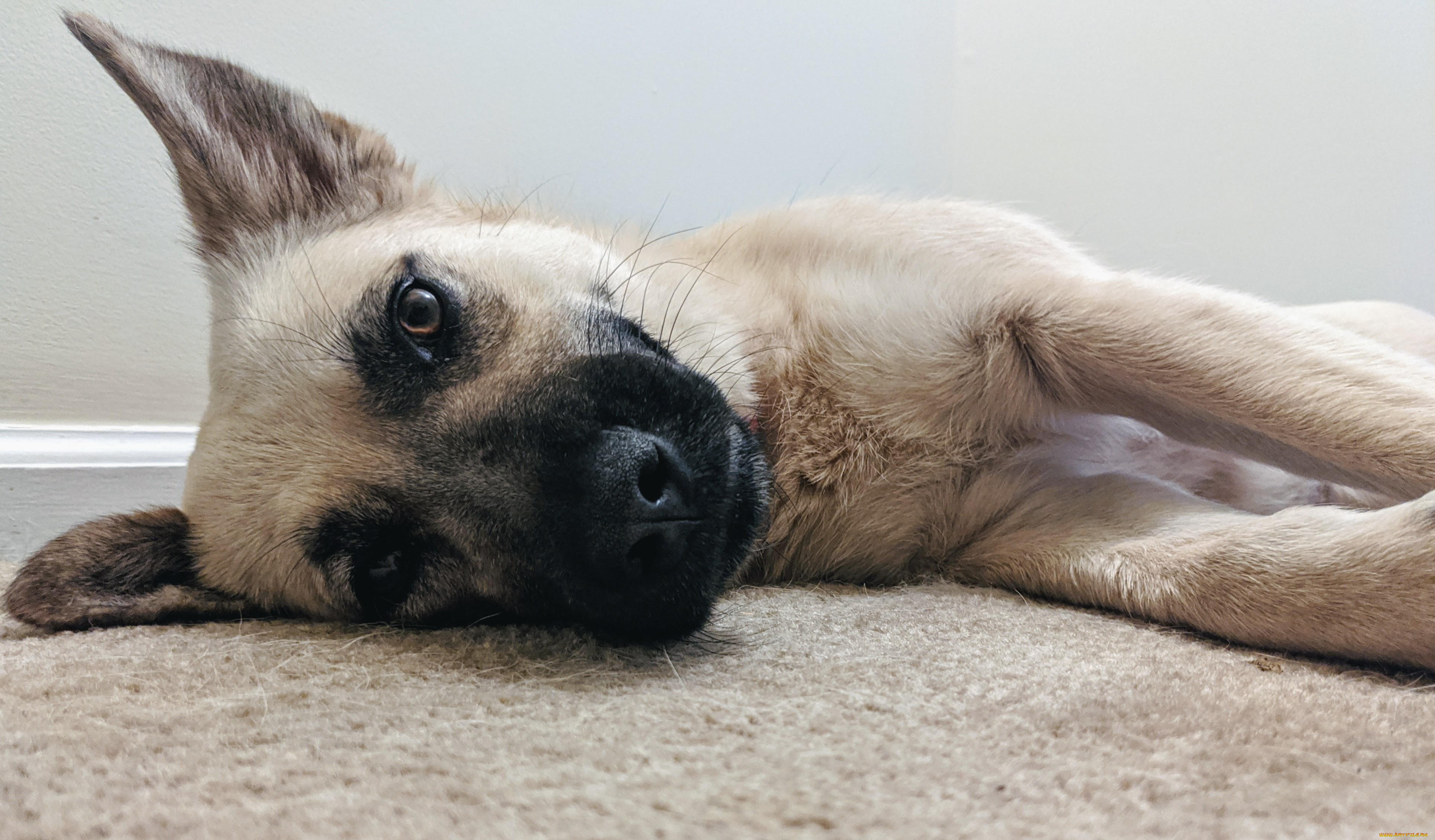 животные, собаки, собака