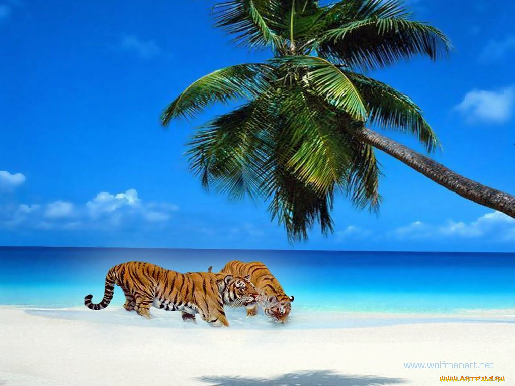 животные, тигры