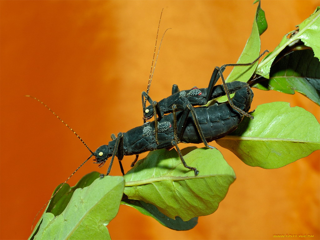 животные, насекомые