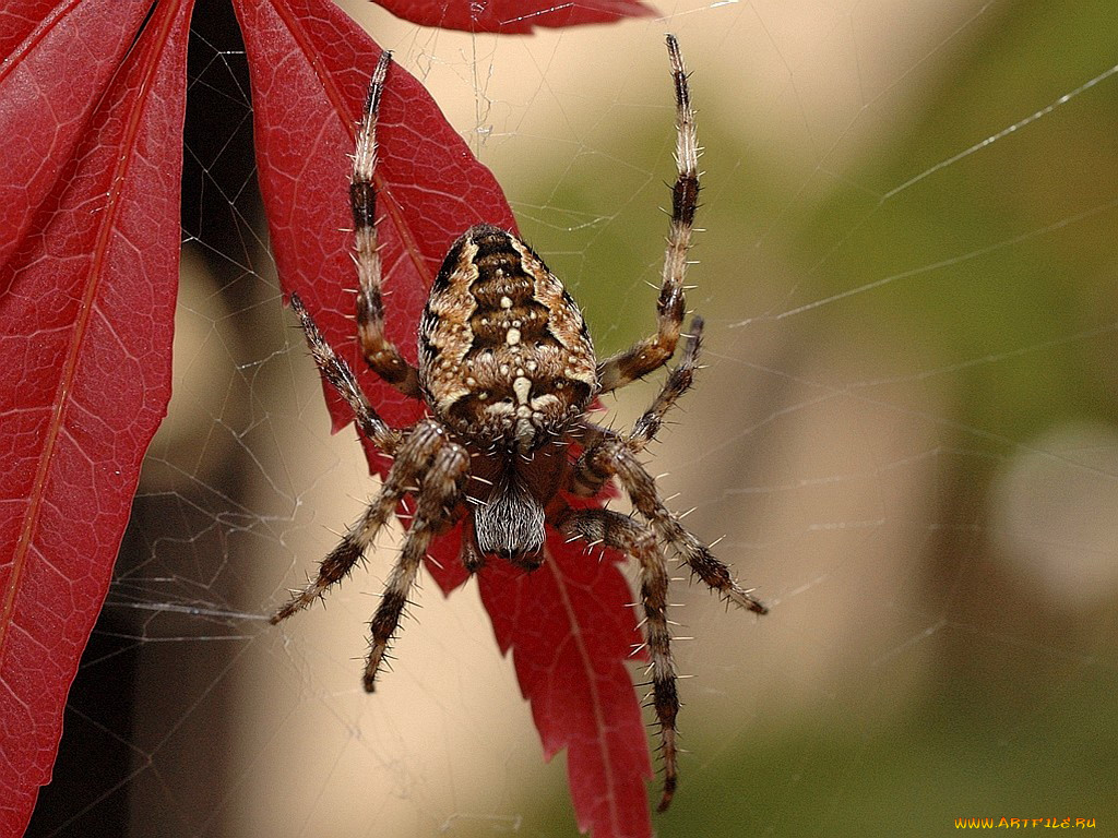 животные, пауки