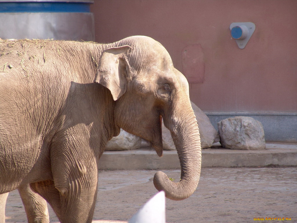 животные, слоны